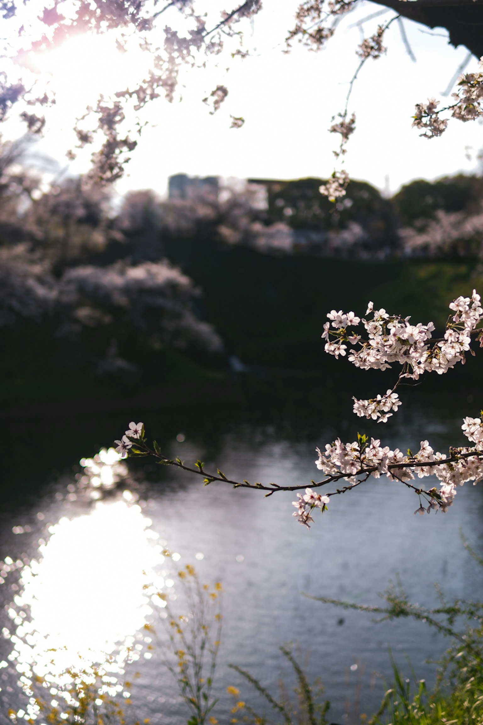 ทิวทัศน์ที่สวยงามของดอกซากุระสะท้อนบนผิวน้ำ