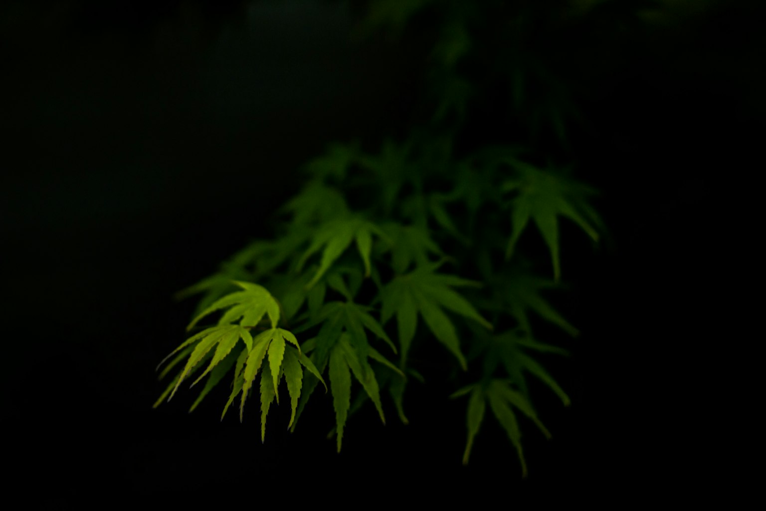 Close-up of vibrant green leaves against a dark background