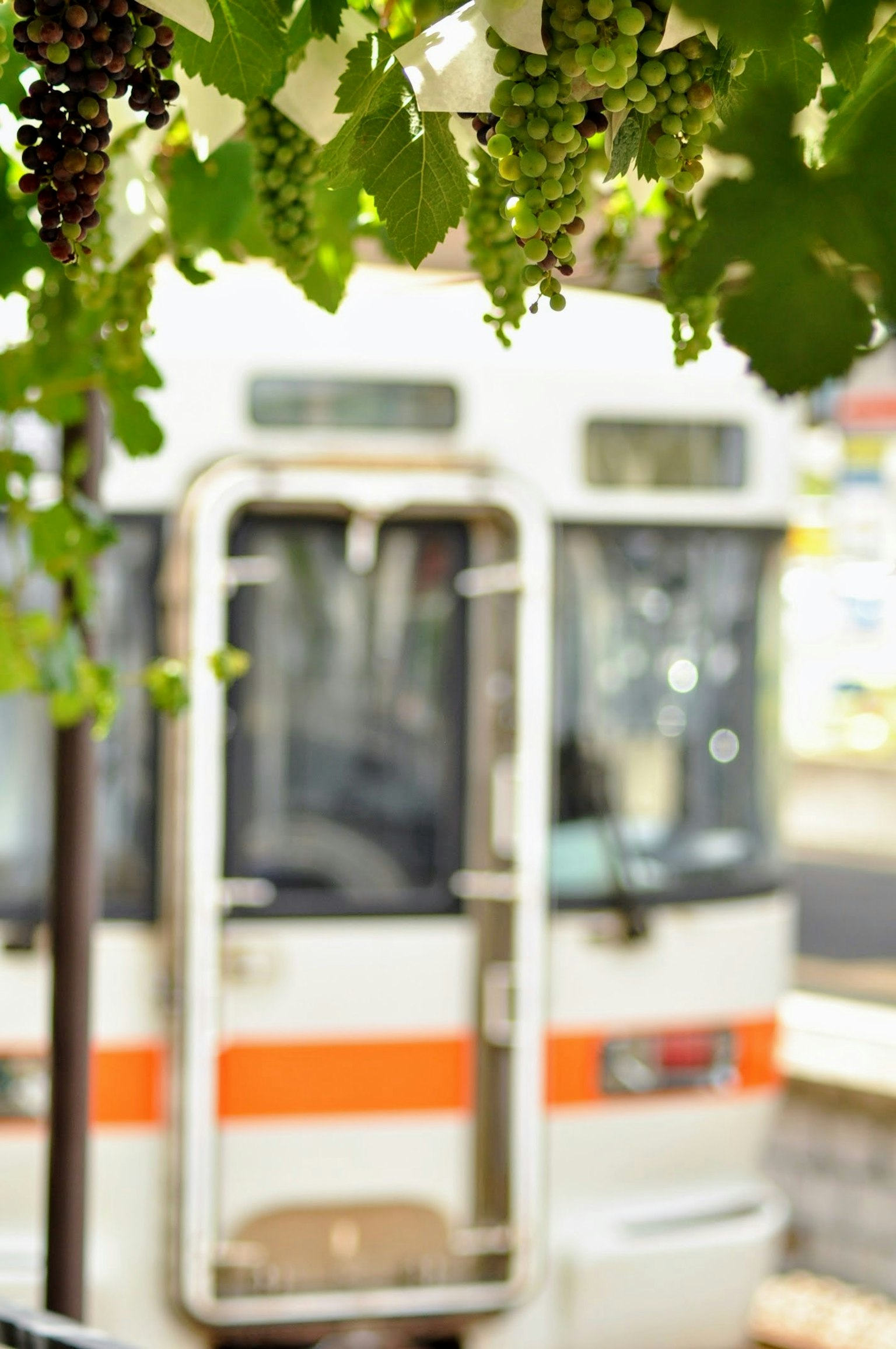 Vue d'un bus blanc partiellement visible sous des feuilles de vigne