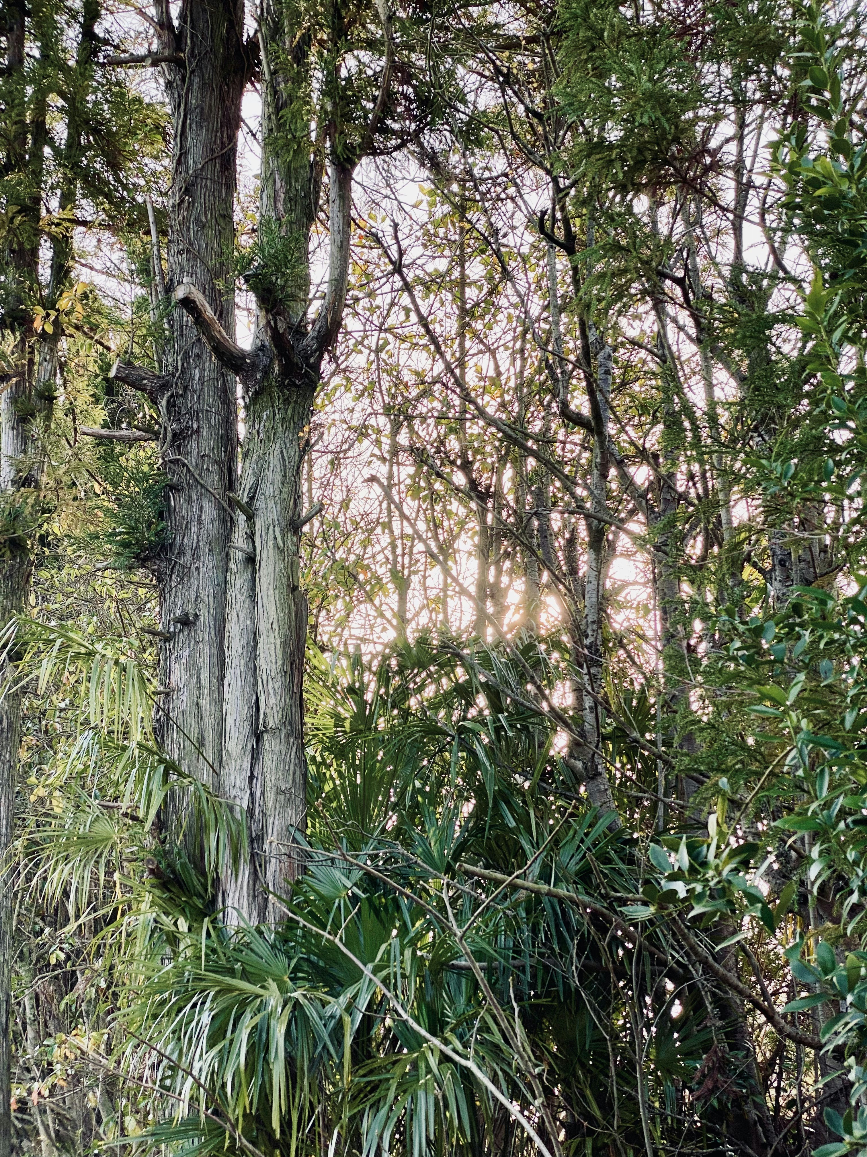 escena natural de bosque con troncos de árboles y sotobosque
