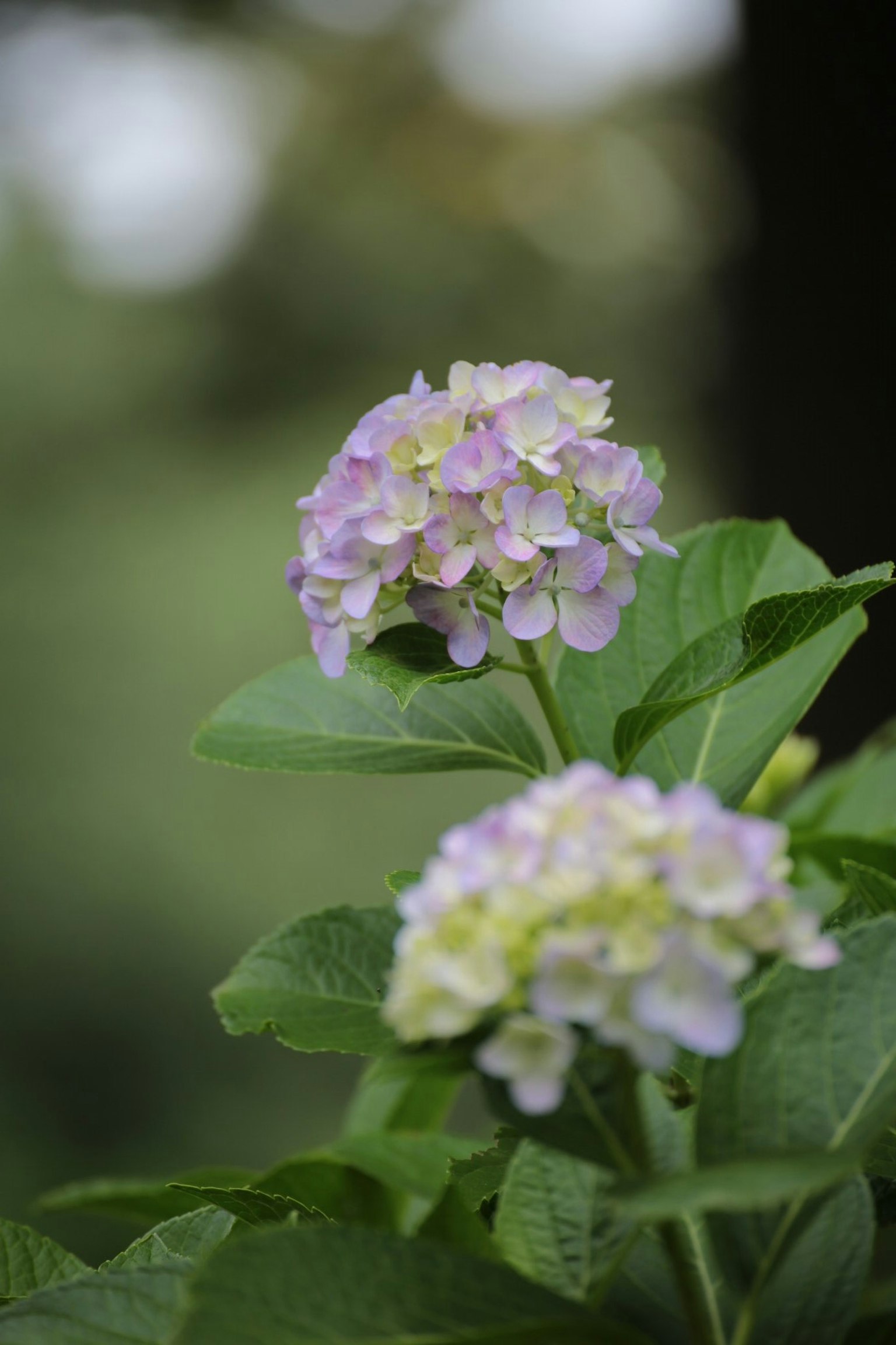 Un grappolo di fiori di ortensia in viola chiaro e bianco con foglie verdi