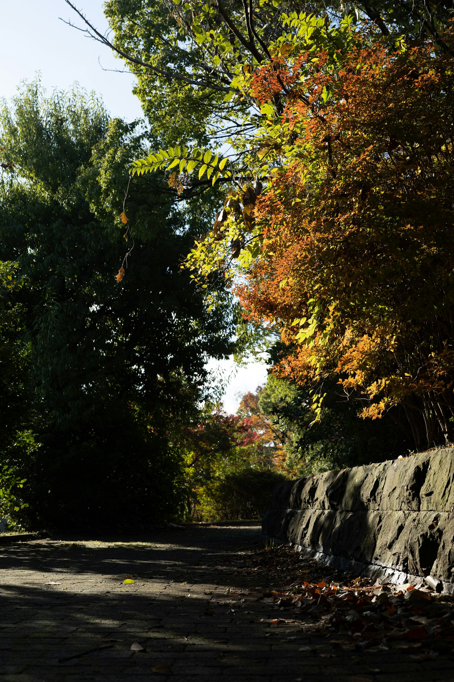 Ruhiger Weg gesäumt von herbstlich gefärbten Bäumen