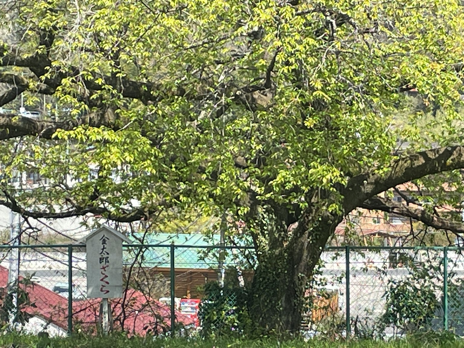 Large tree with green leaves and a fence in the background