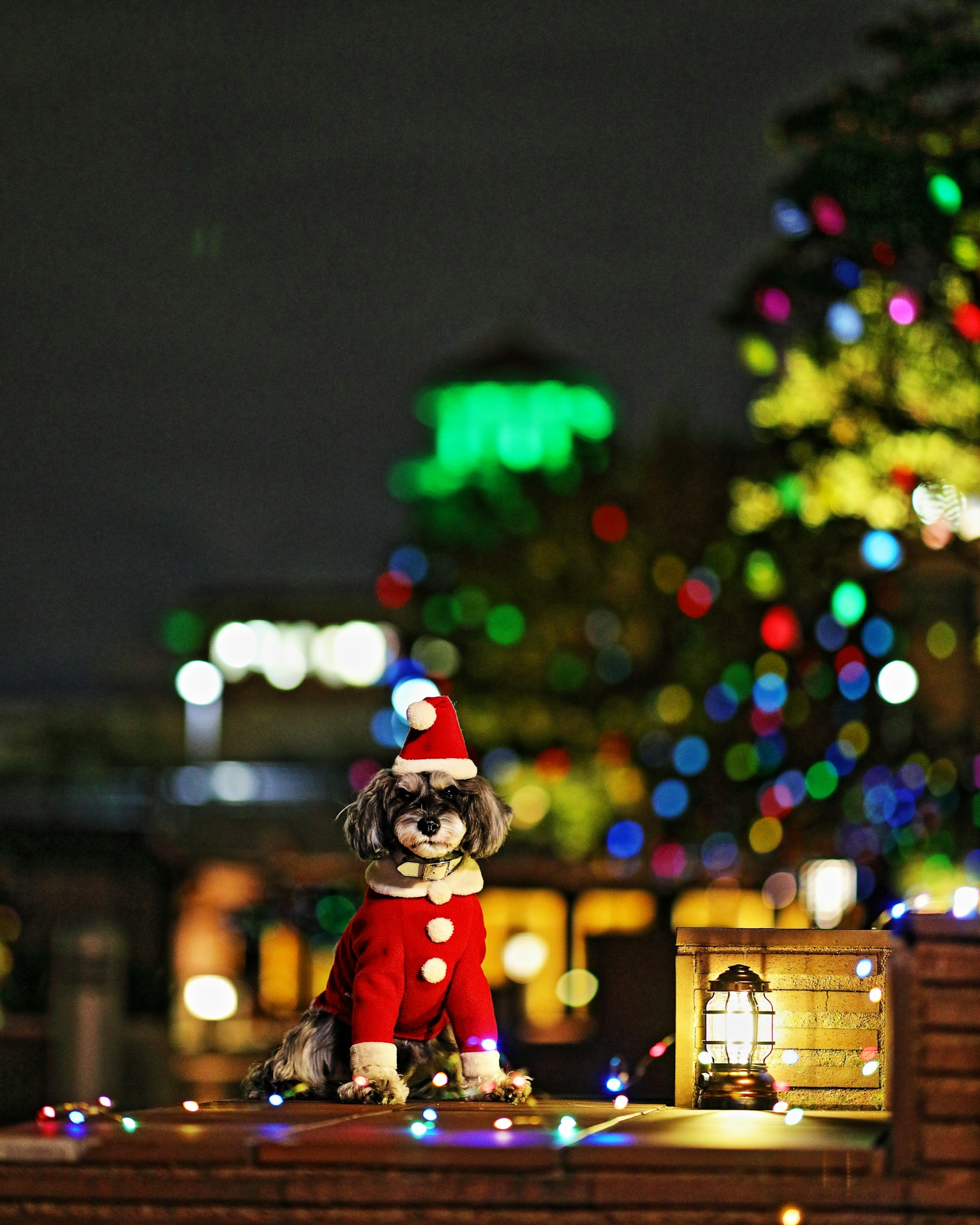 A stuffed dog wearing a Christmas hat stands in front of colorful lights