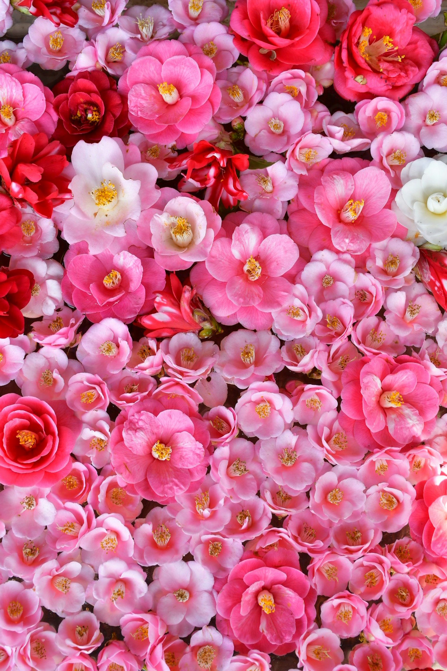 Lebendige rosa Blumen in verschiedenen Schattierungen als Blumenhintergrund