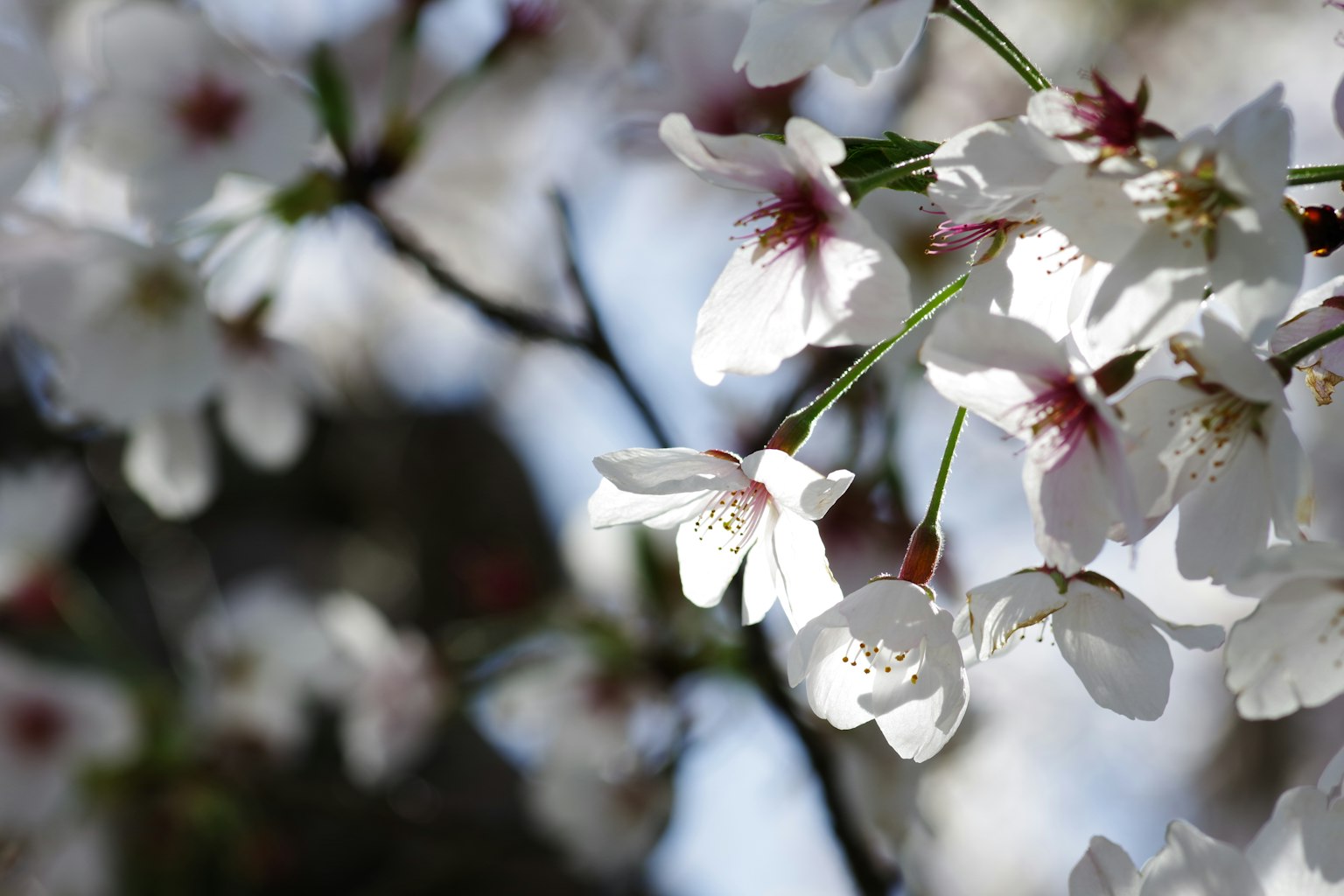 樱花树枝特写，白色花瓣和红色中心