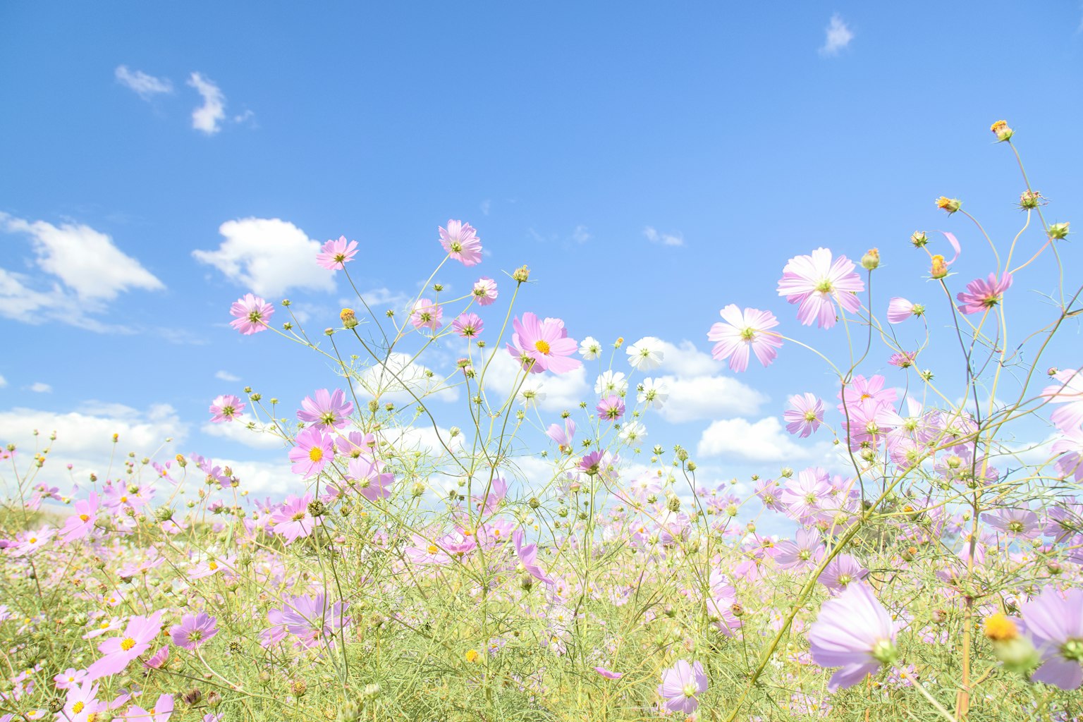 Campo di fiori rosa sotto un cielo blu con nuvole bianche