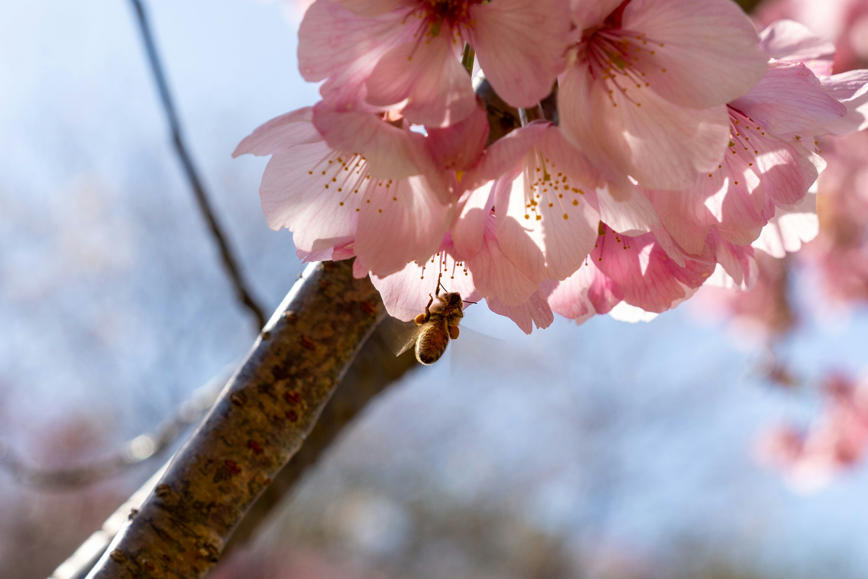 桜の花びらと枝先のクローズアップ
