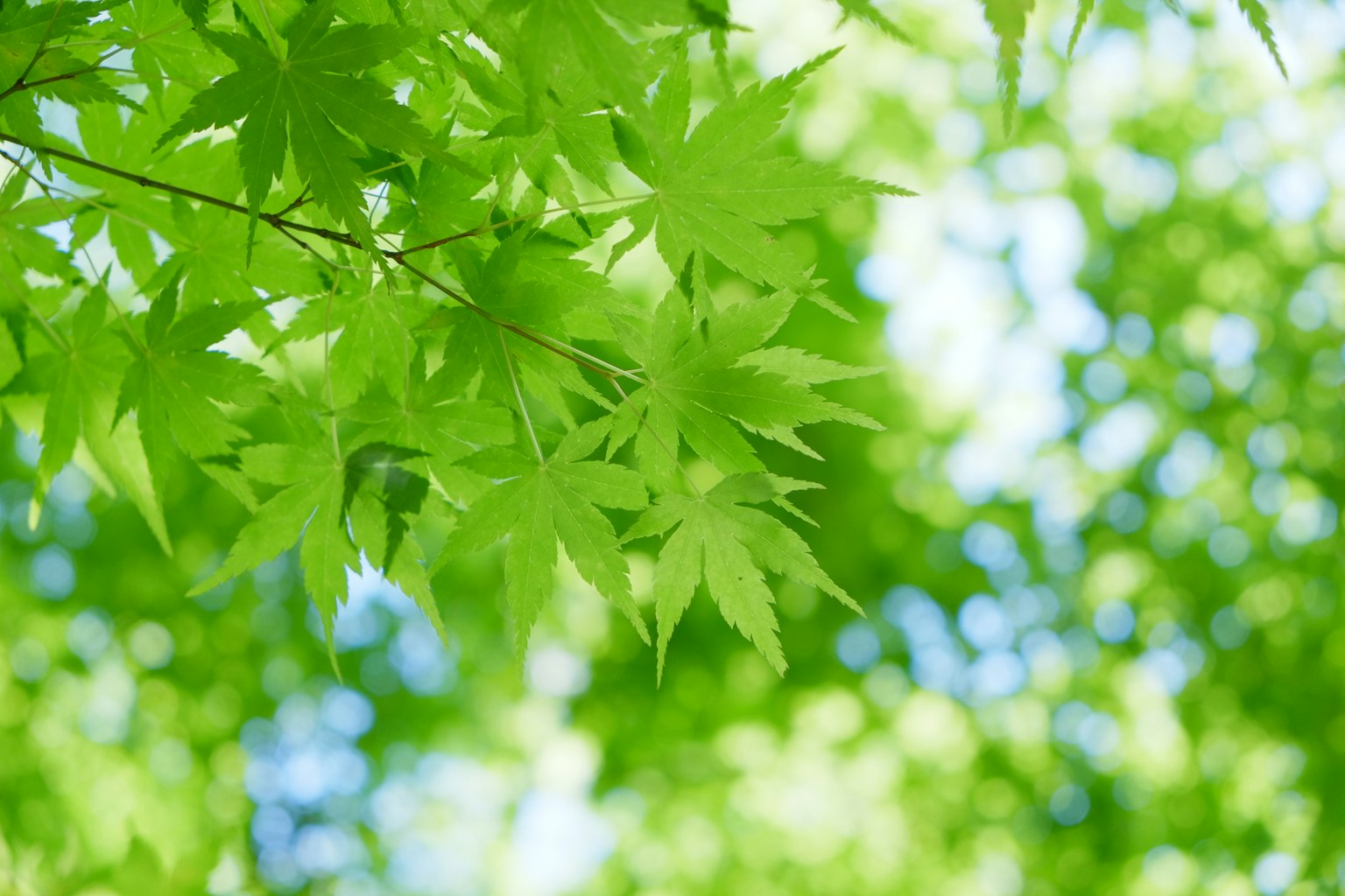 Lá xanh tươi sáng với nền xanh mờ