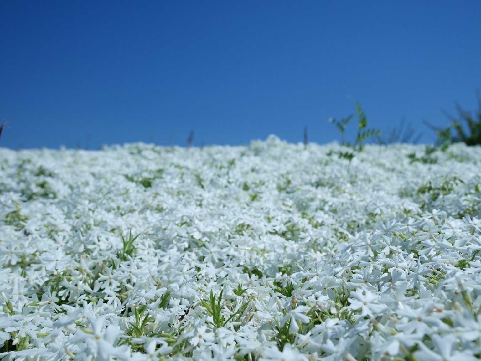 Un tapis de fleurs blanches sous un ciel bleu