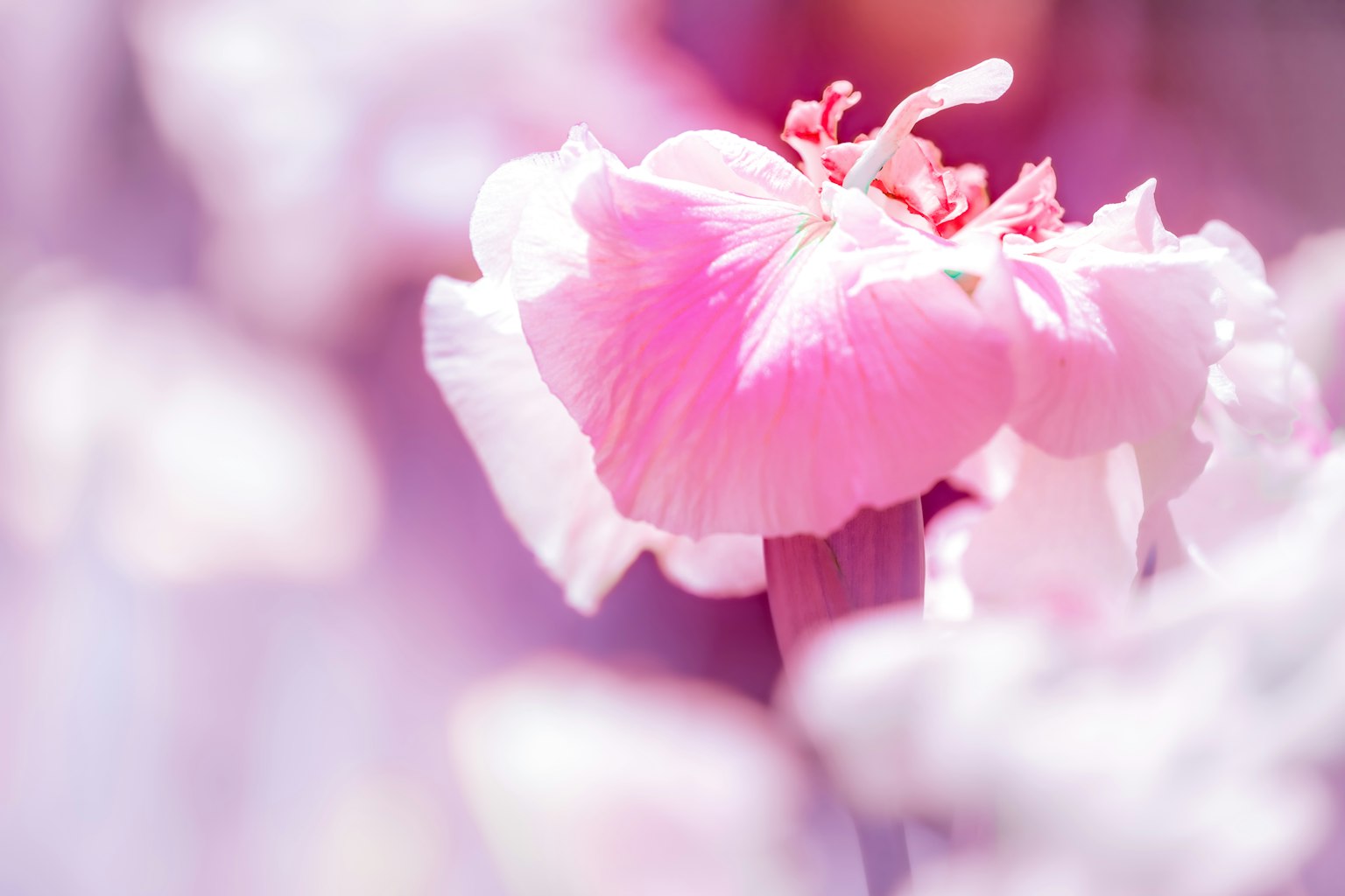 柔和粉色花瓣的特寫花朵