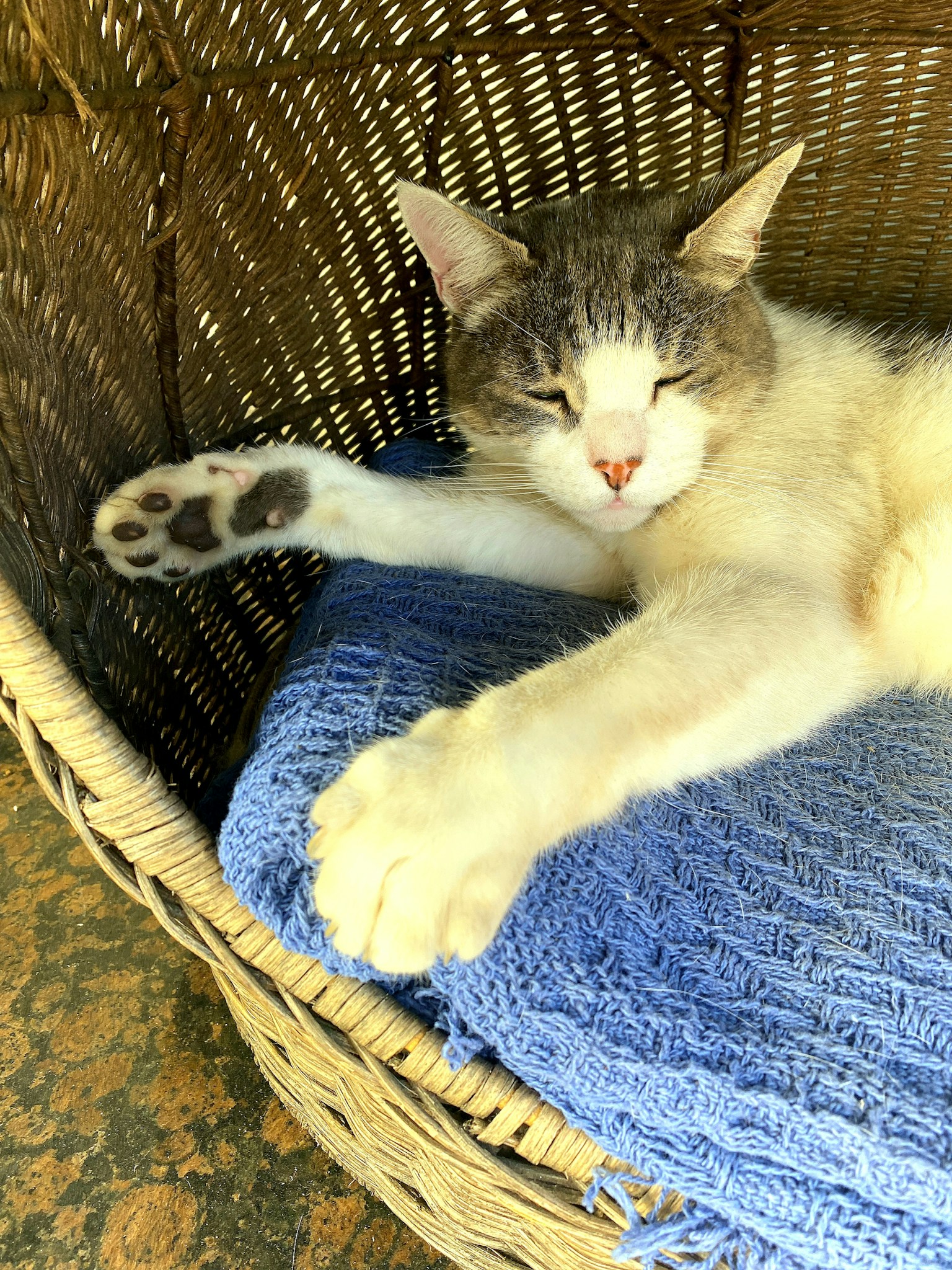 一只猫在带蓝色毛毯的藤篮里放松