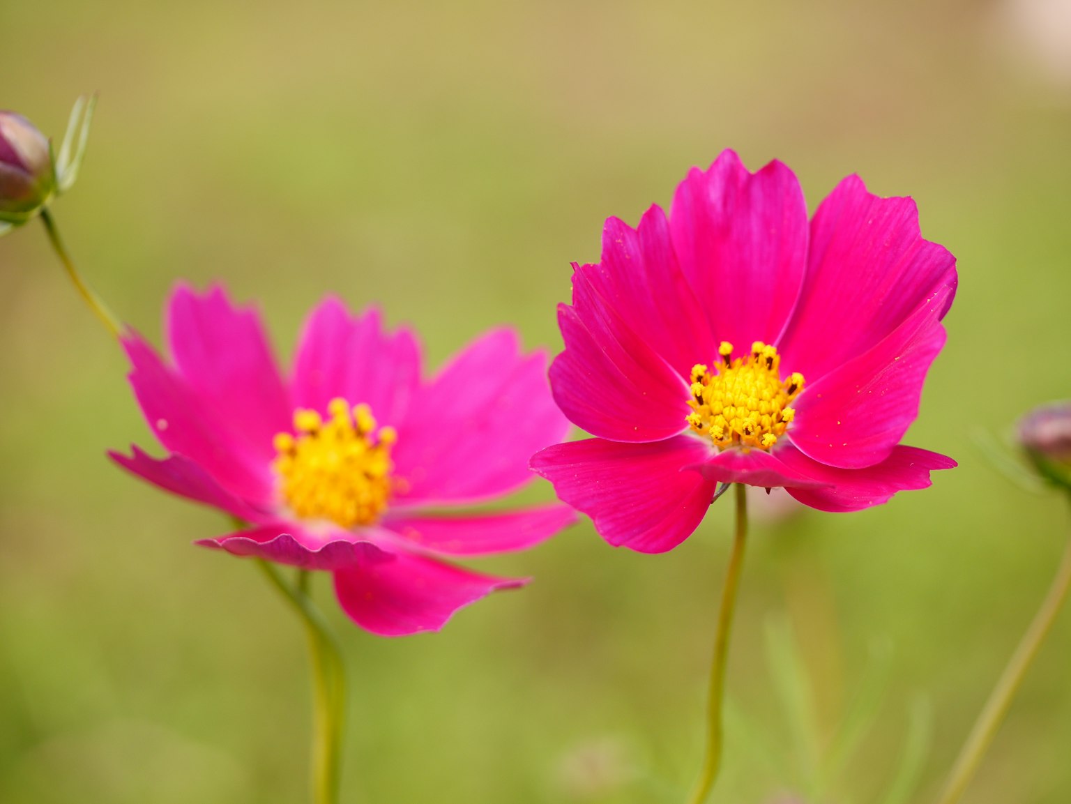 Dua bunga pink cerah mekar dengan pusat kuning