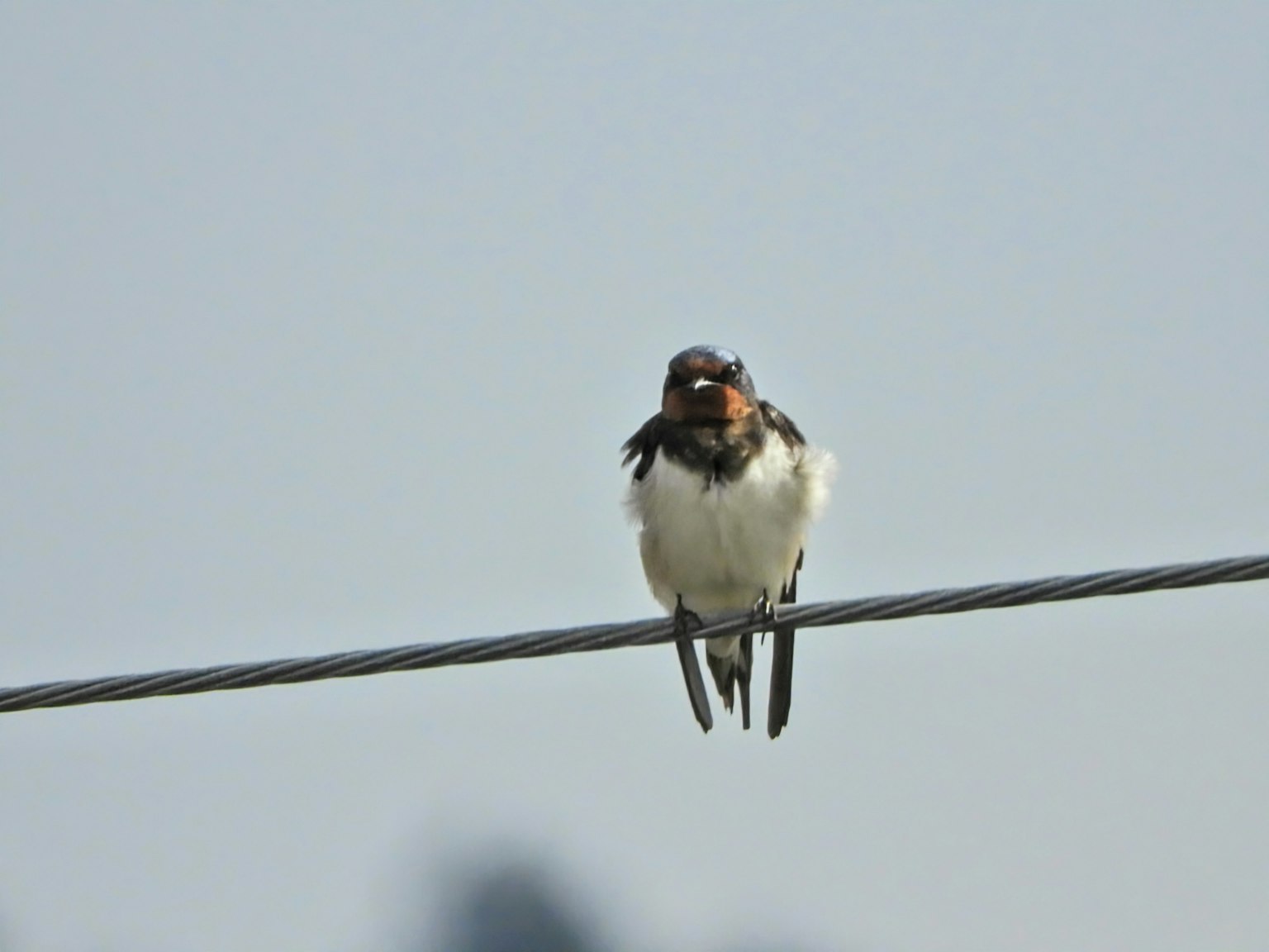 Seekor burung kecil bertengger di kabel listrik di bawah langit cerah