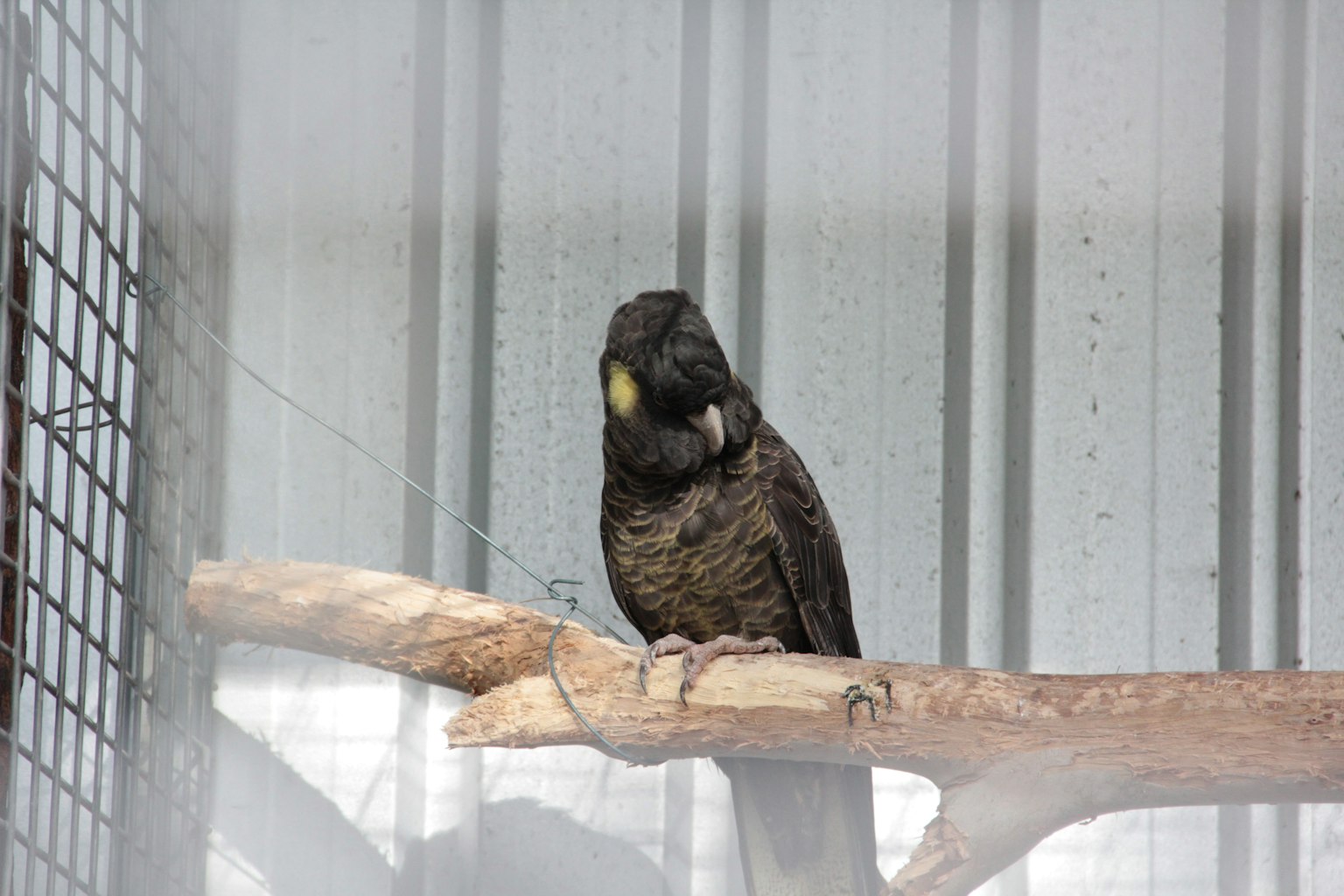 Ein Vogel mit schwarzen Federn, der auf einem Ast sitzt