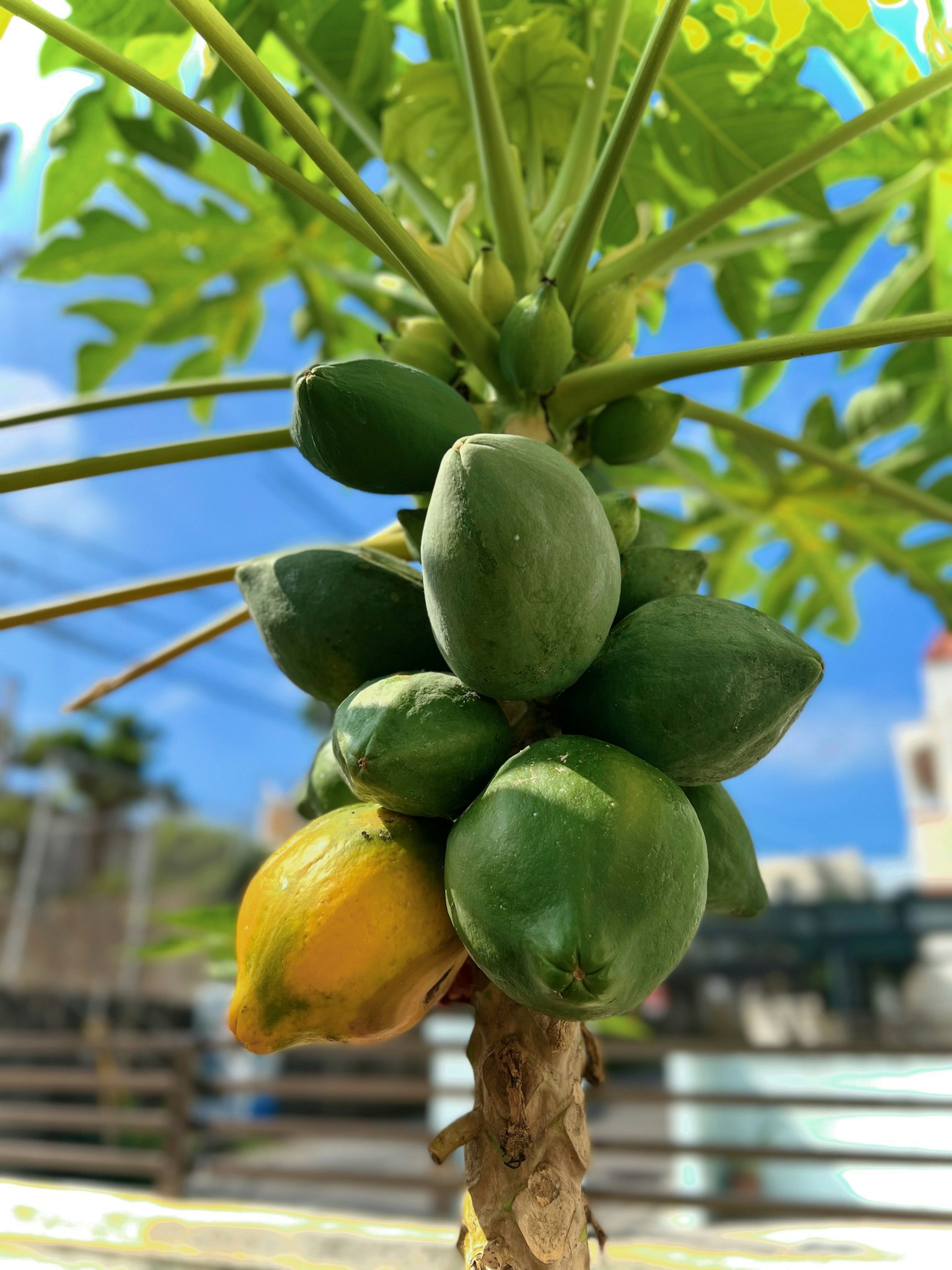 Đu đủ xanh và vàng đang phát triển trên cây với nền trời xanh