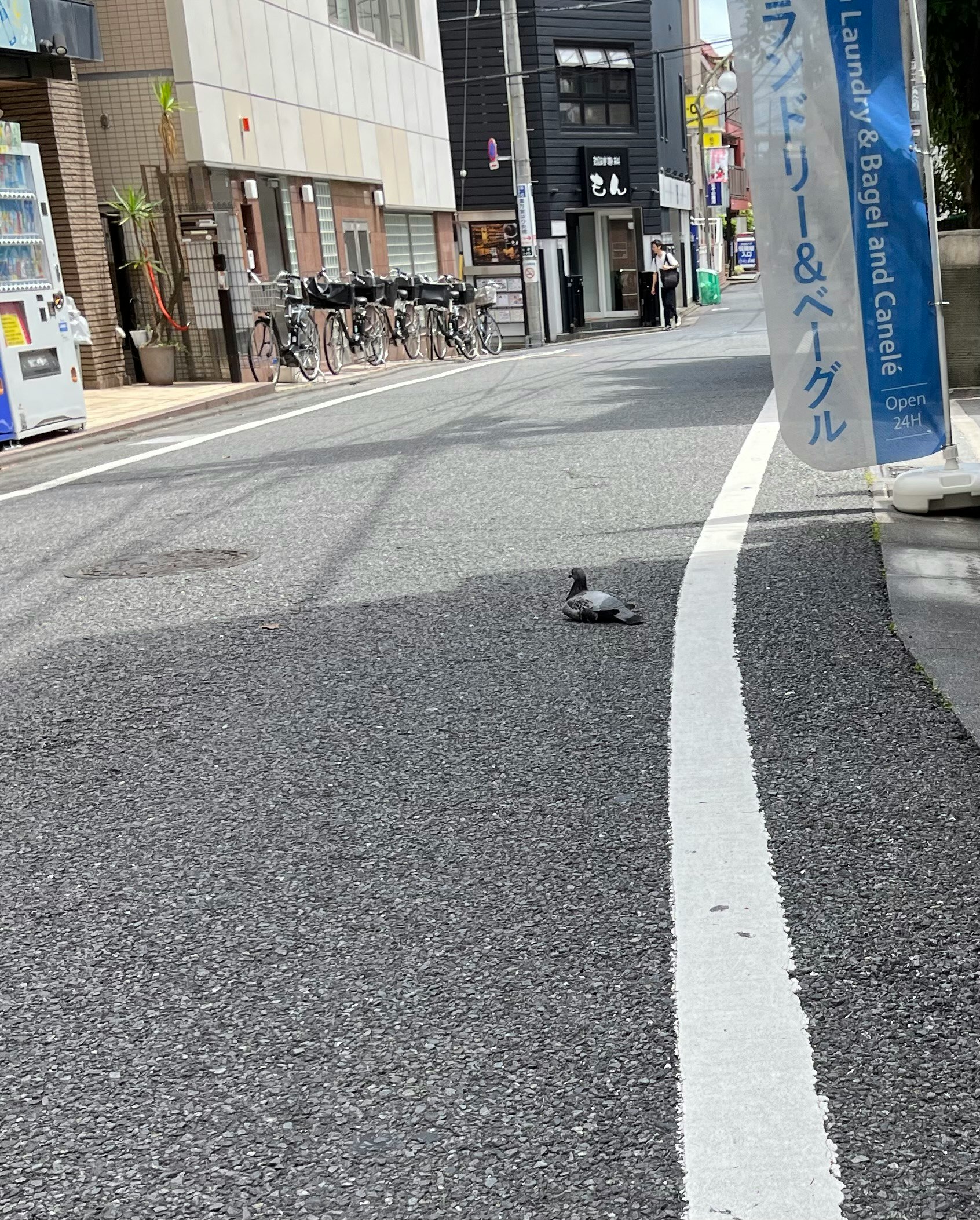 巷道路面上的鴿子