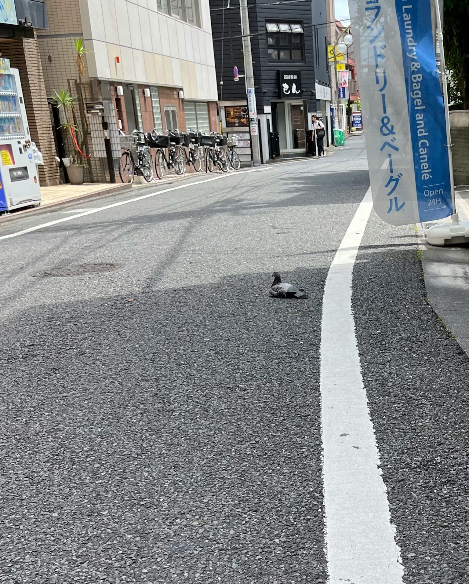 Una paloma en una calle tranquila de la ciudad