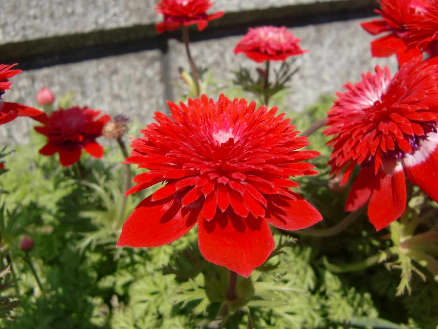 Fleurs rouges vibrantes fleurissant dans un jardin