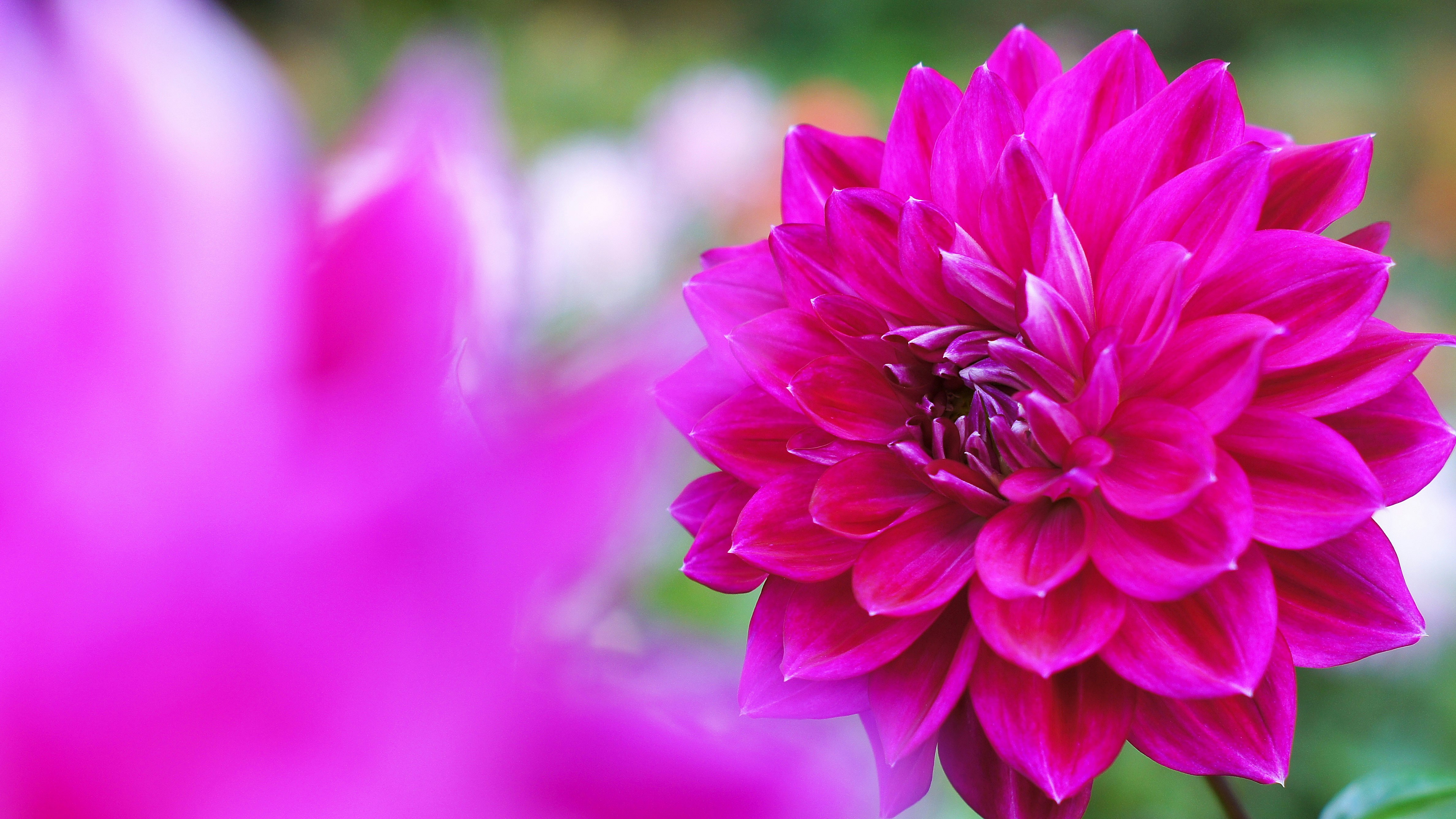 鮮やかなピンクのダリアの花のクローズアップ