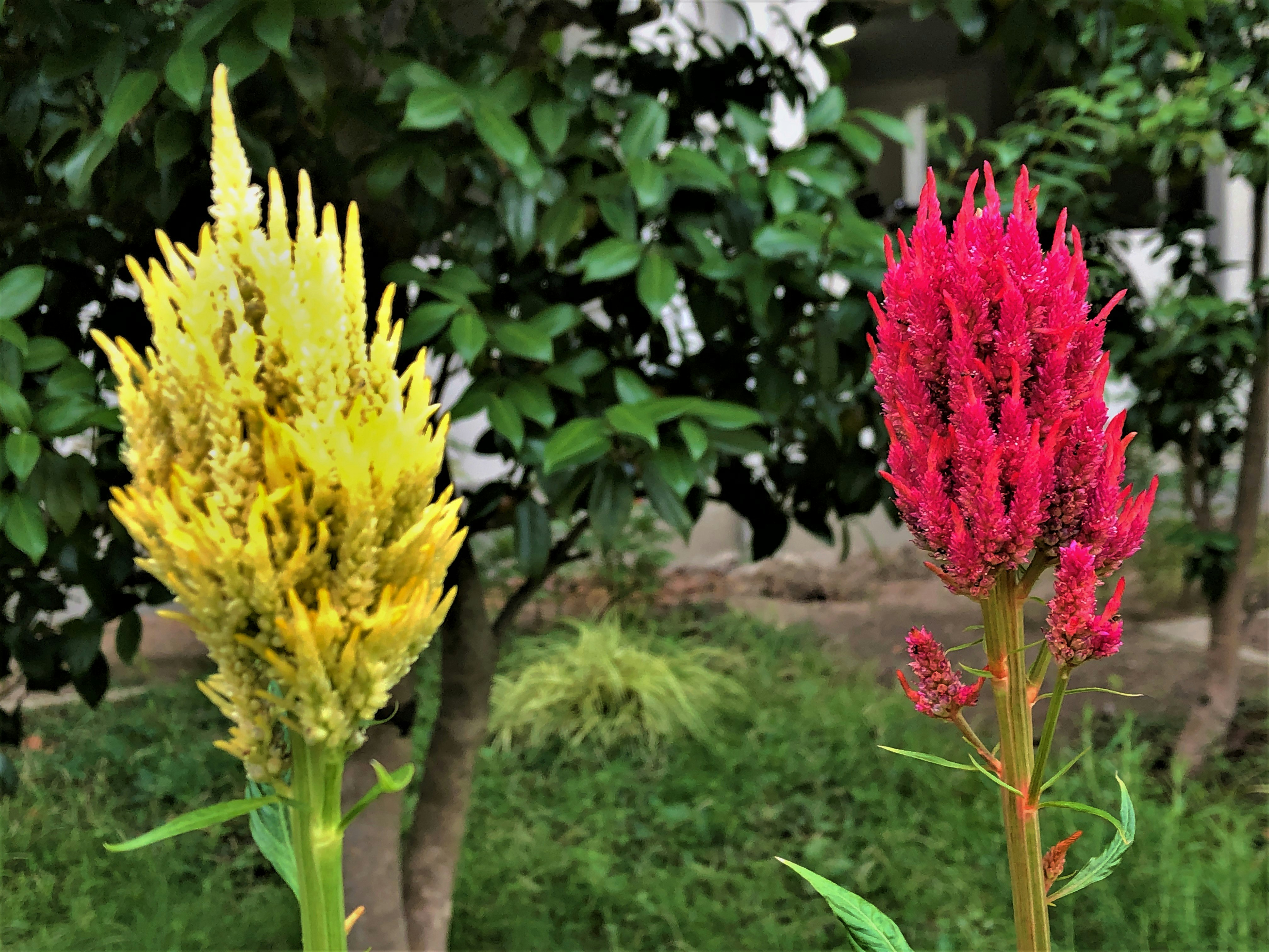 庭の芝生に咲く黄色と赤のケイトウの花