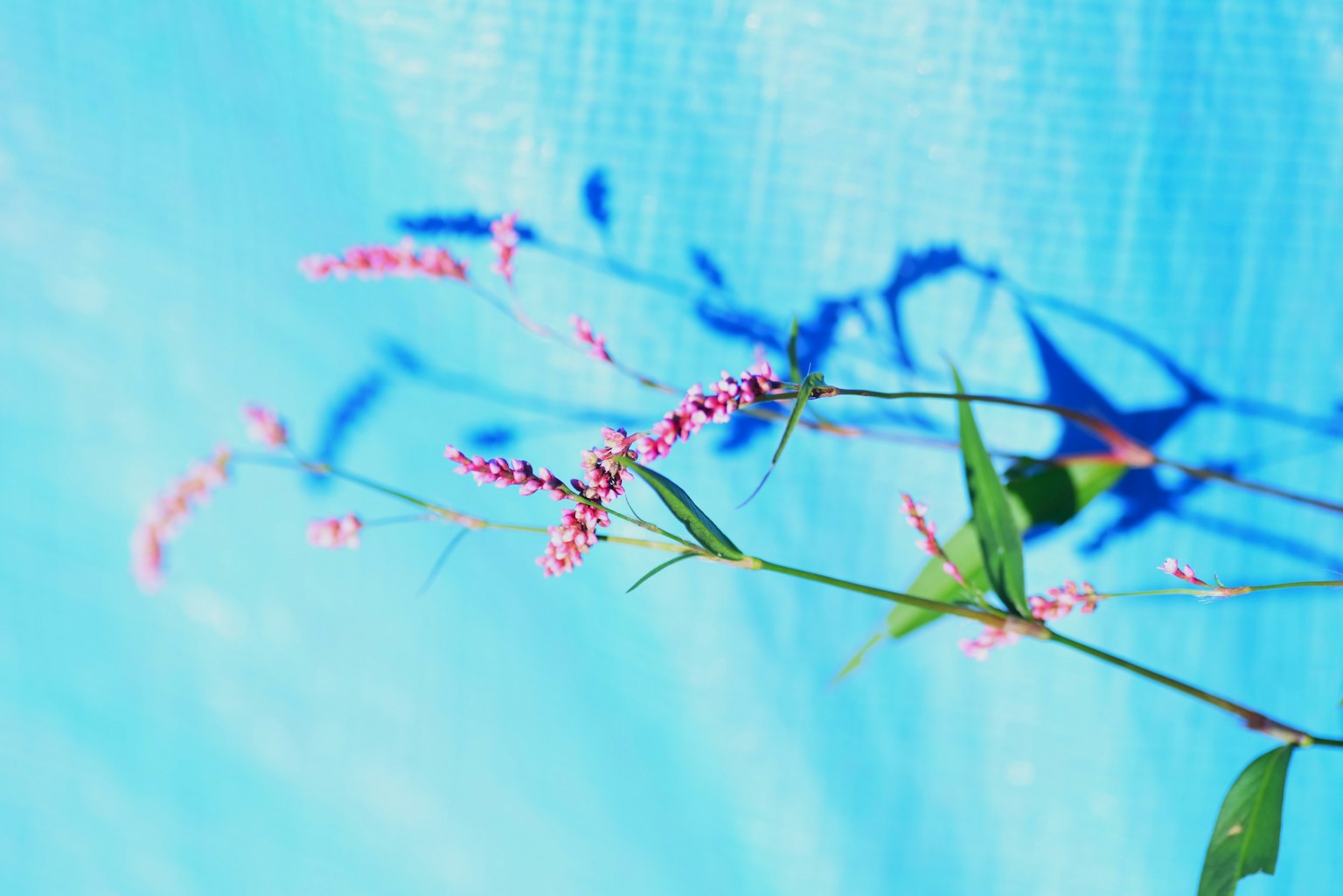 Fleurs roses projetant des ombres sur un fond bleu