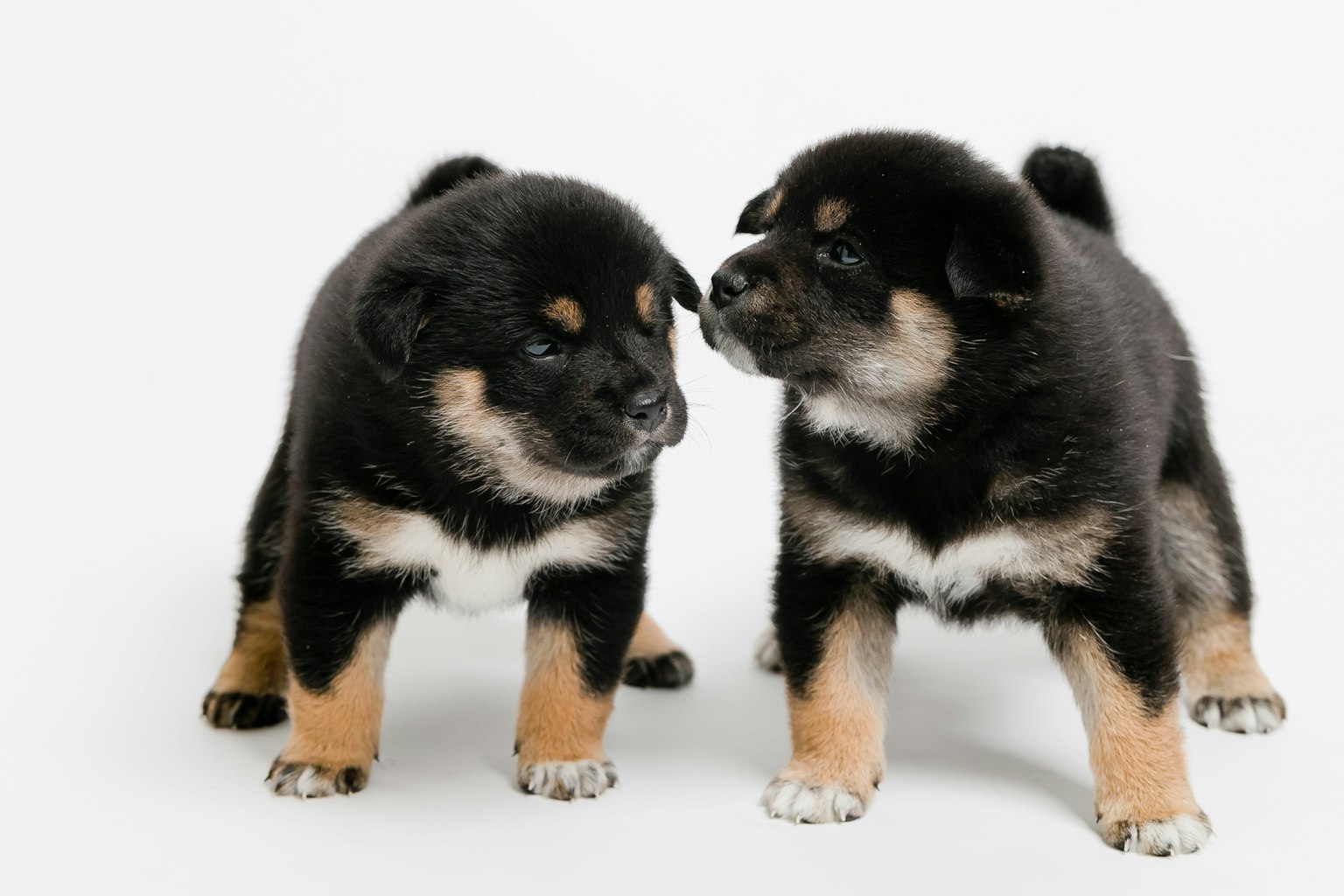 Dos cachorros mirándose entre sí negro y marrón Shiba Inu