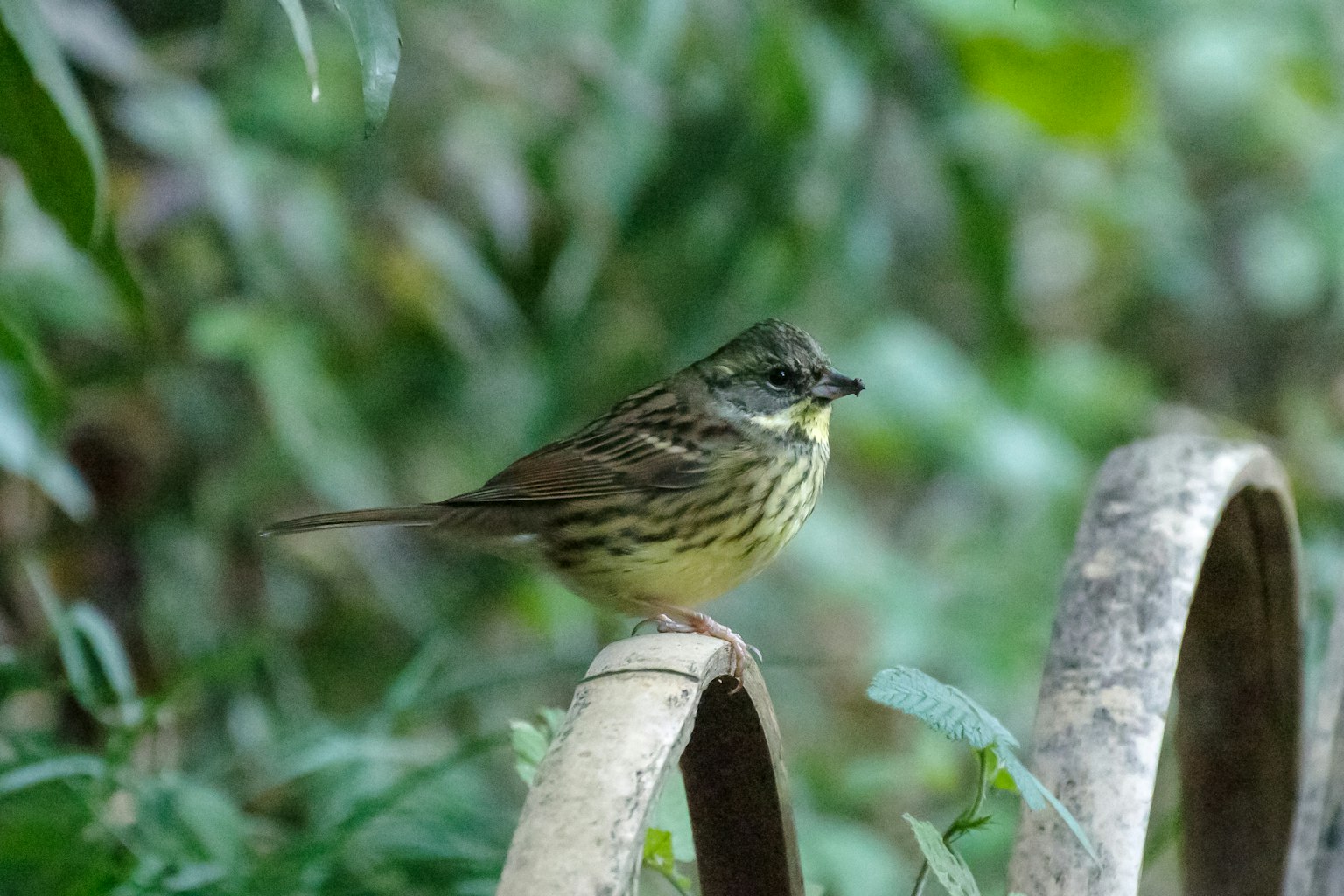 Un piccolo uccello con un petto giallo appollaiato su un ramo curvo circondato da vegetazione