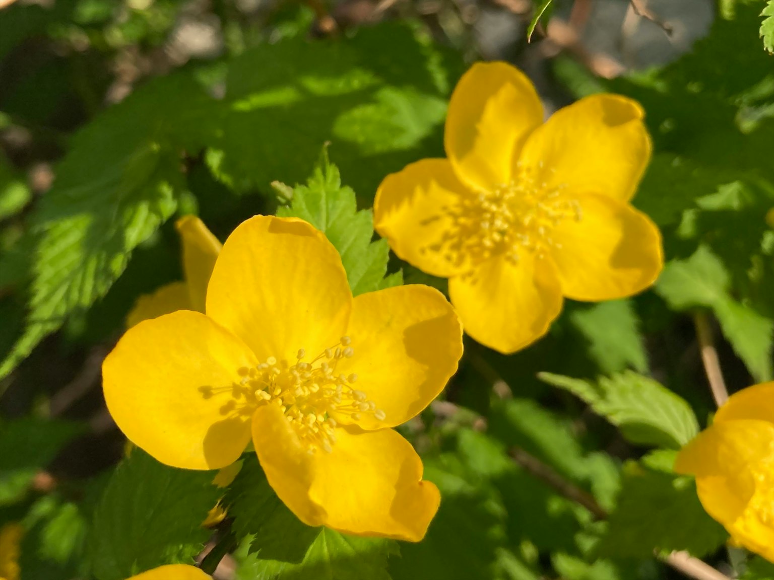 Gros plan sur des fleurs jaunes vibrantes parmi des feuilles vertes