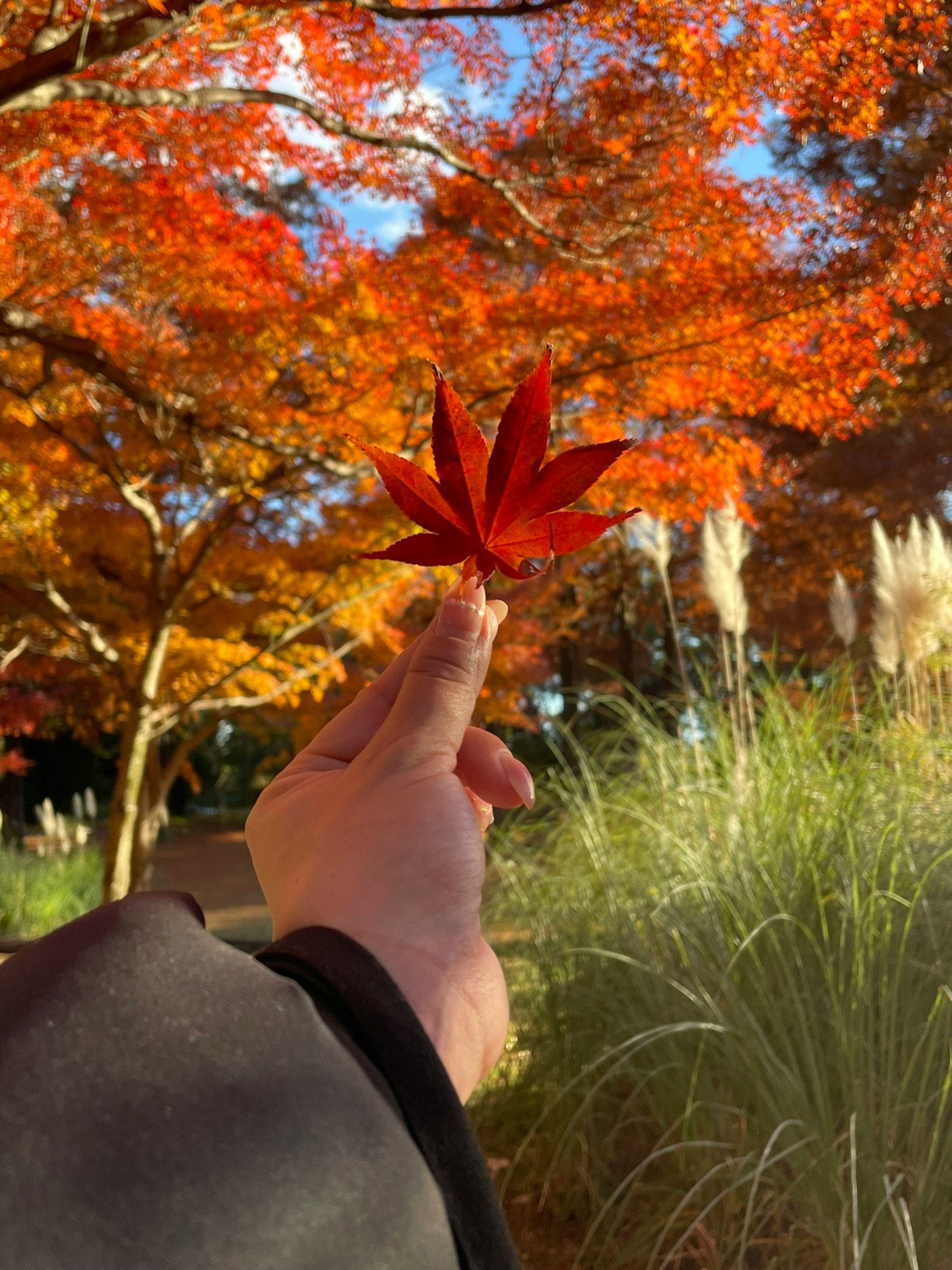 Person holding a red maple leaf with vibrant autumn foliage
