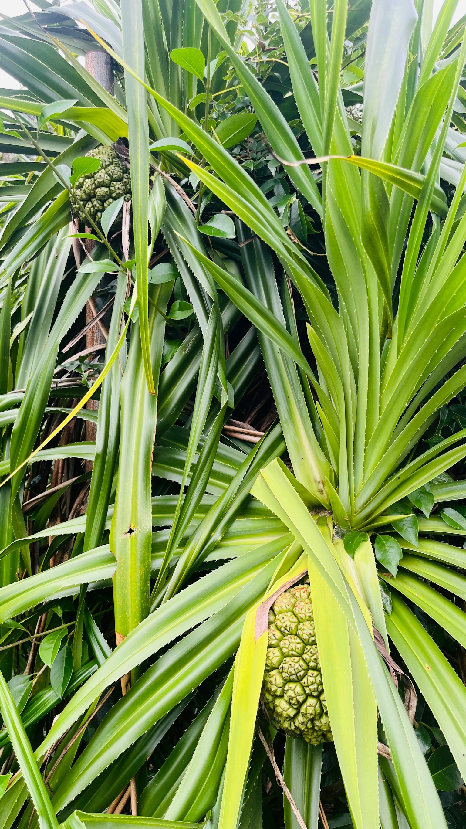 Ananas poussant parmi des feuilles vertes luxuriantes