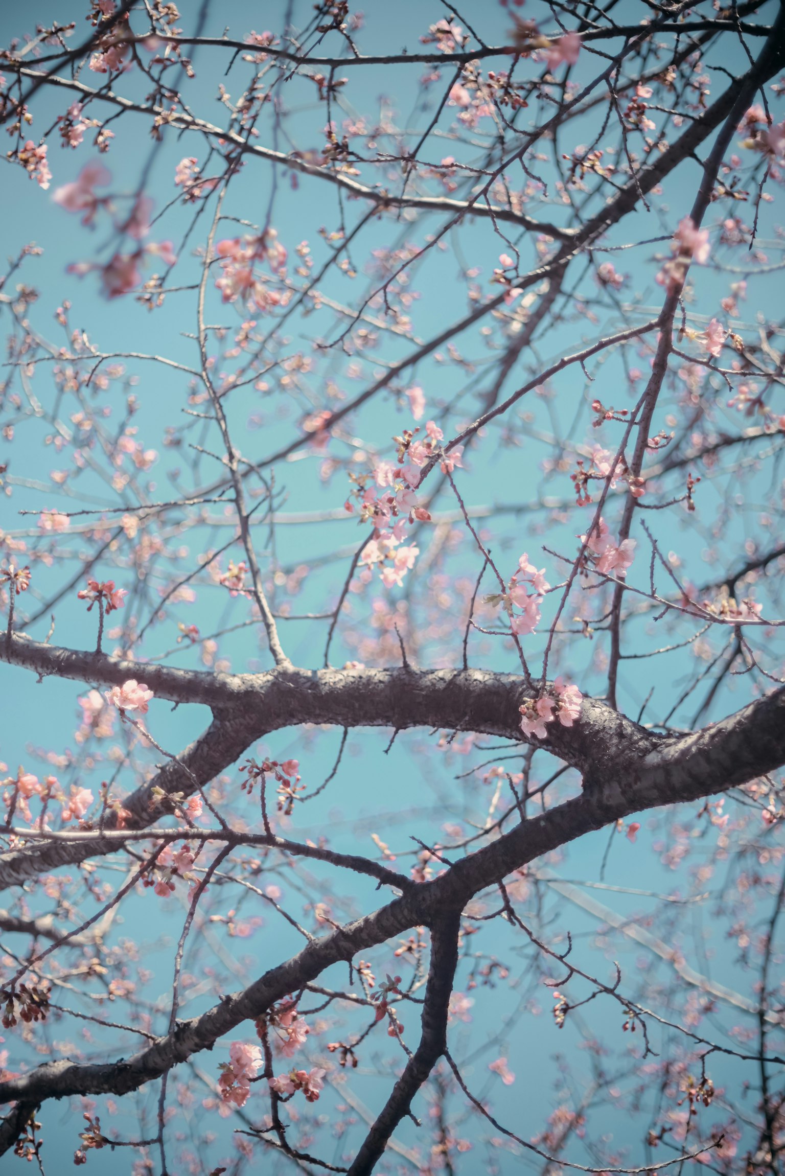 Ramas de cerezo con flores rosas contra un cielo azul