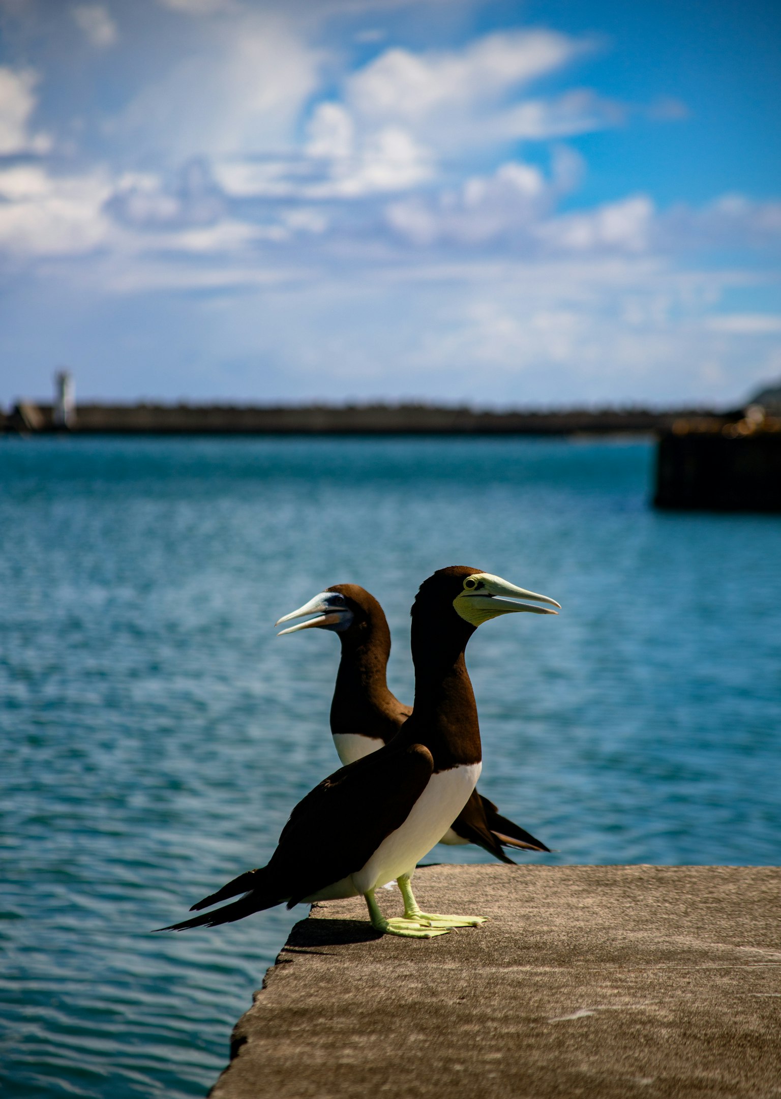 Deux oiseaux se tenant dos à dos devant une mer bleue