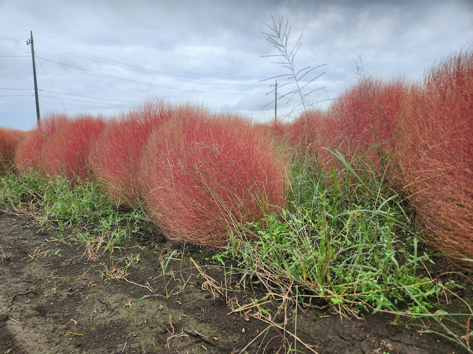 Champ de touffes d'herbe rougeâtre avec des plantes vertes