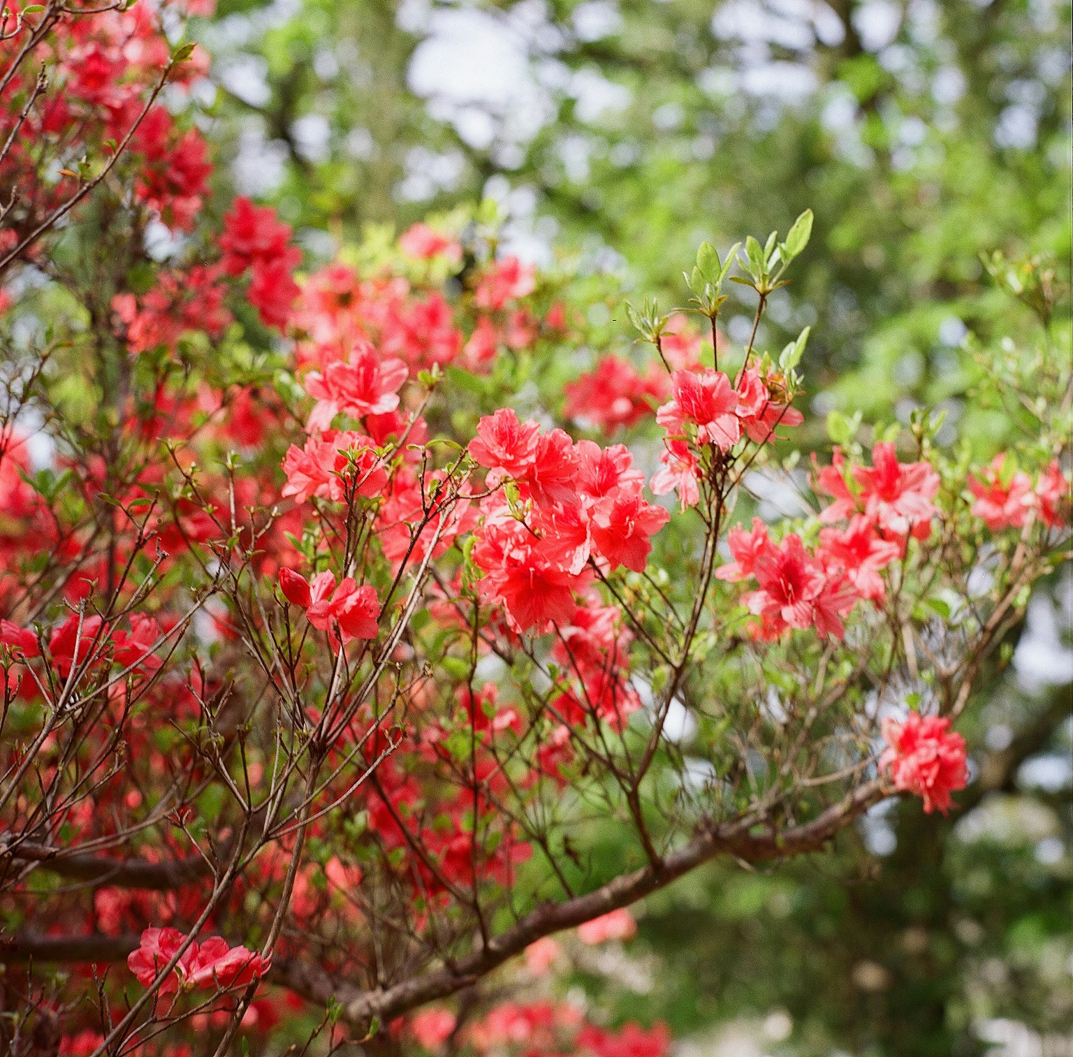 樹枝上盛開的鮮豔紅花特寫