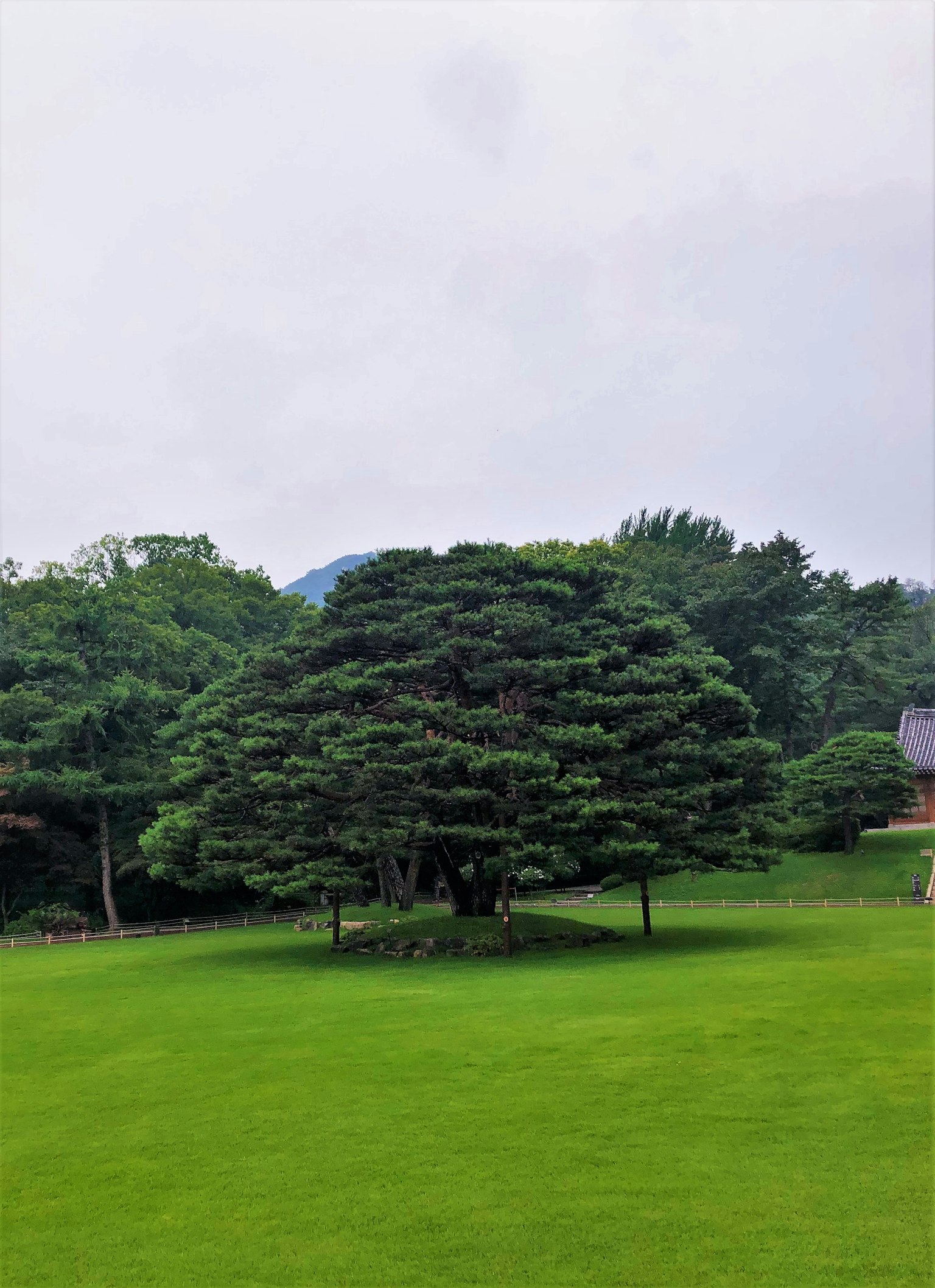 Árbol grande sobre césped verde rodeado de árboles más pequeños bajo un cielo nublado