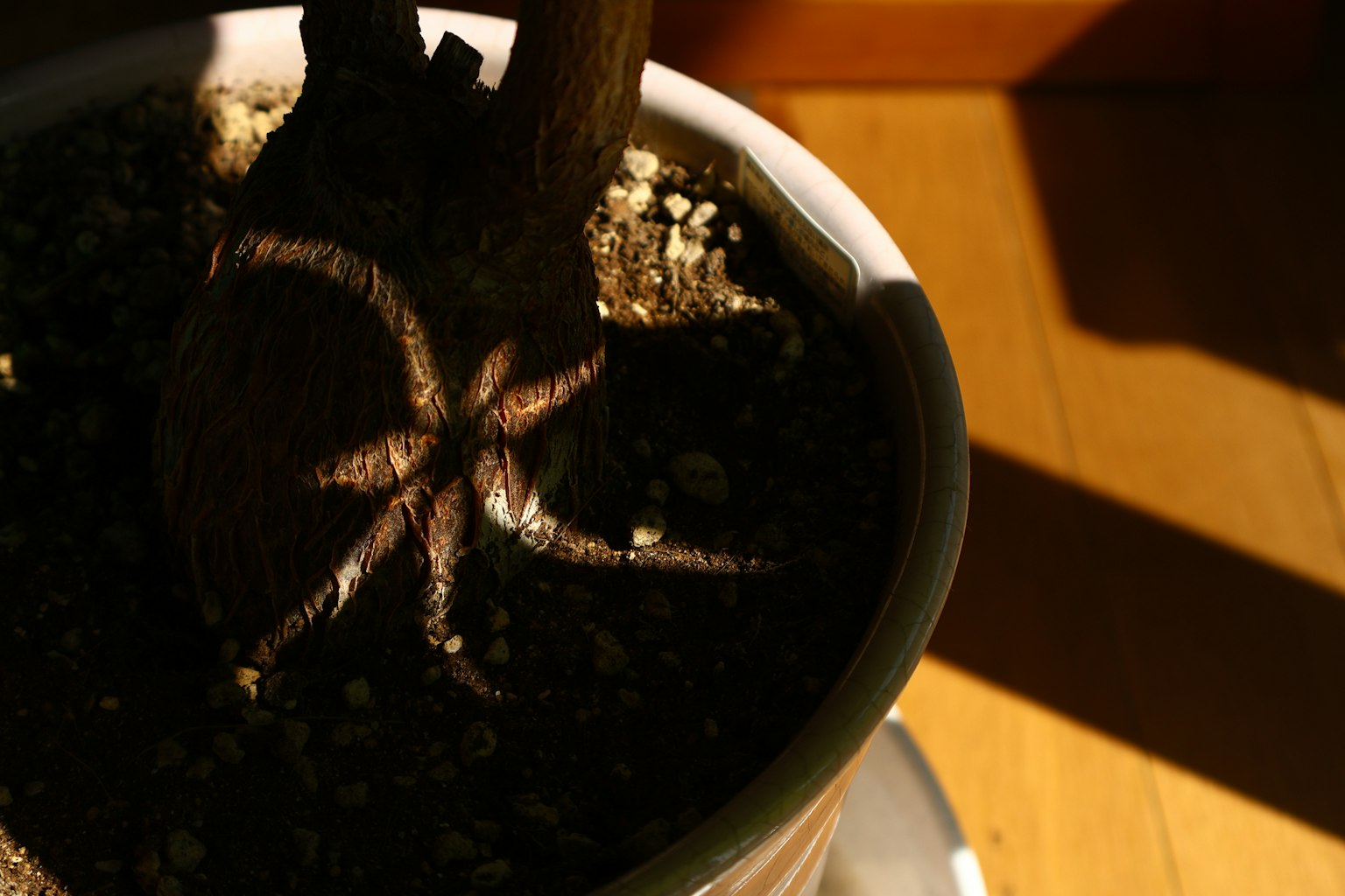 Ombre d'une plante en pot sur le sol forme unique créée par le tronc de la plante