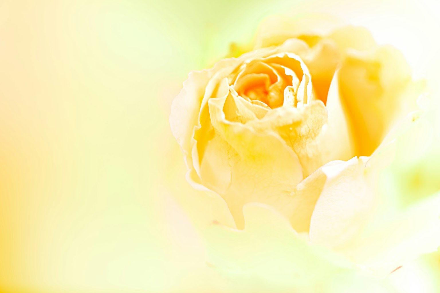 Soft yellow rose flower with a dreamy background