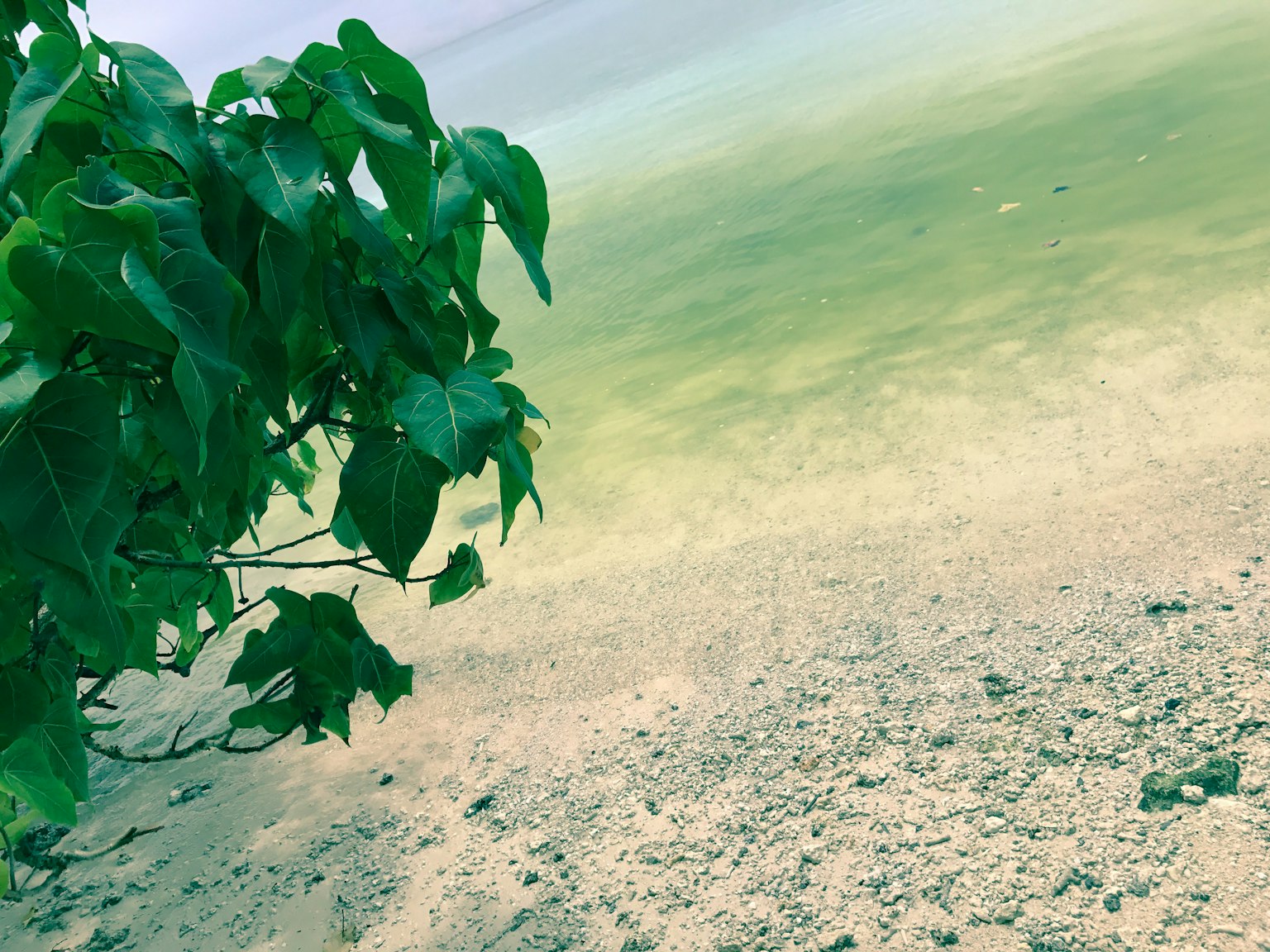 Pemandangan pantai berpasir dengan pohon berdaun hijau di latar depan