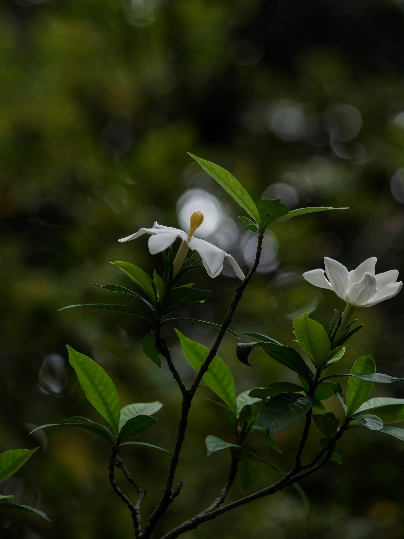Gros plan sur une plante avec des fleurs blanches et des feuilles vertes vibrantes