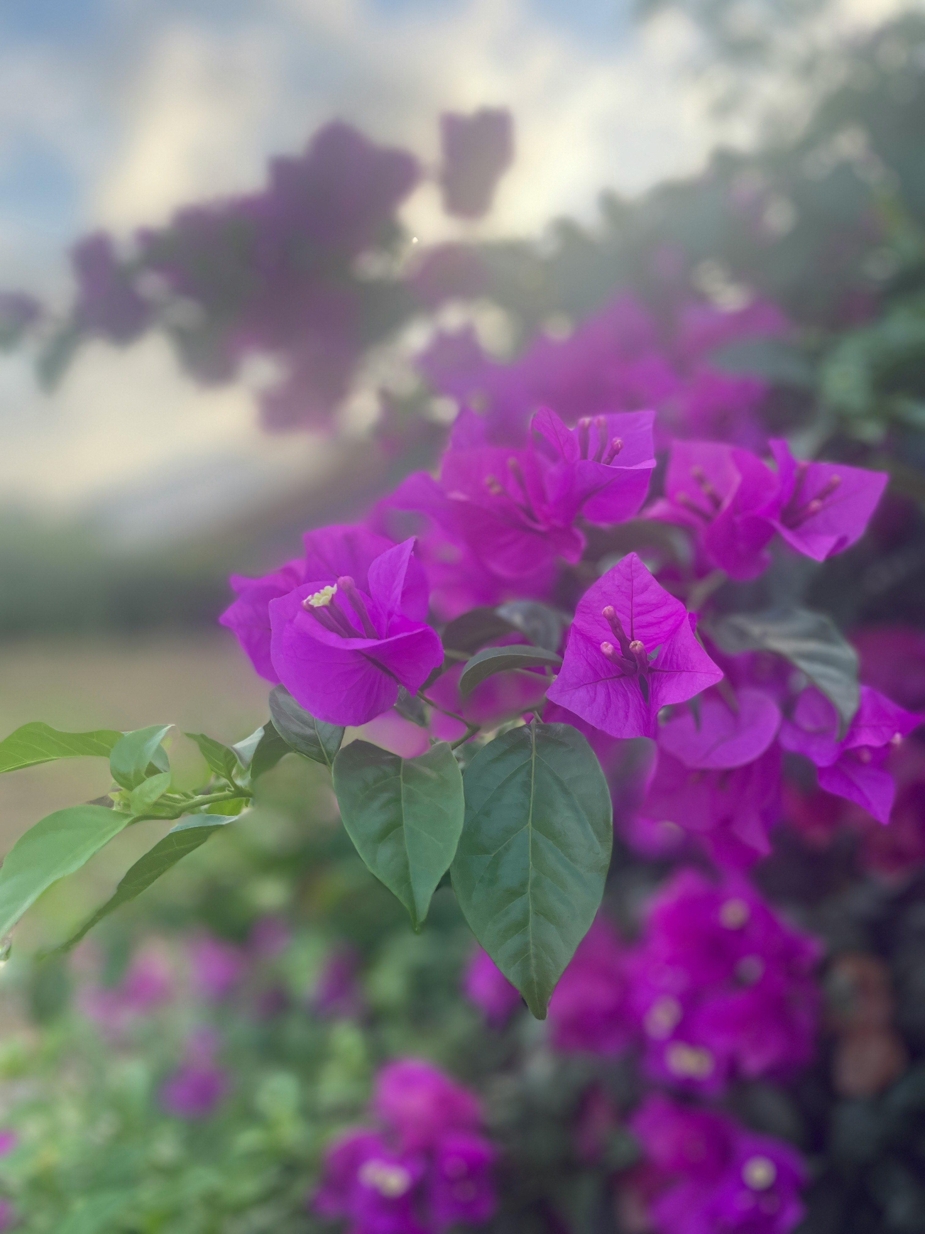 緑の中でピンクの花が咲くボケのある風景
