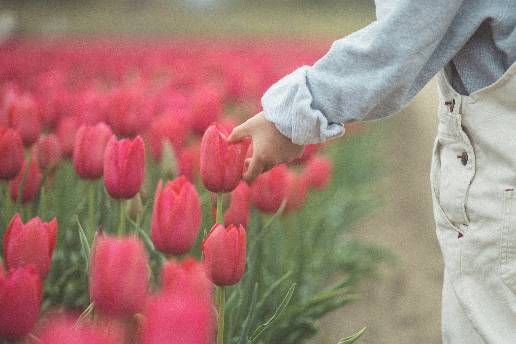 seseorang meraih ke arah bunga tulip di ladang bunga