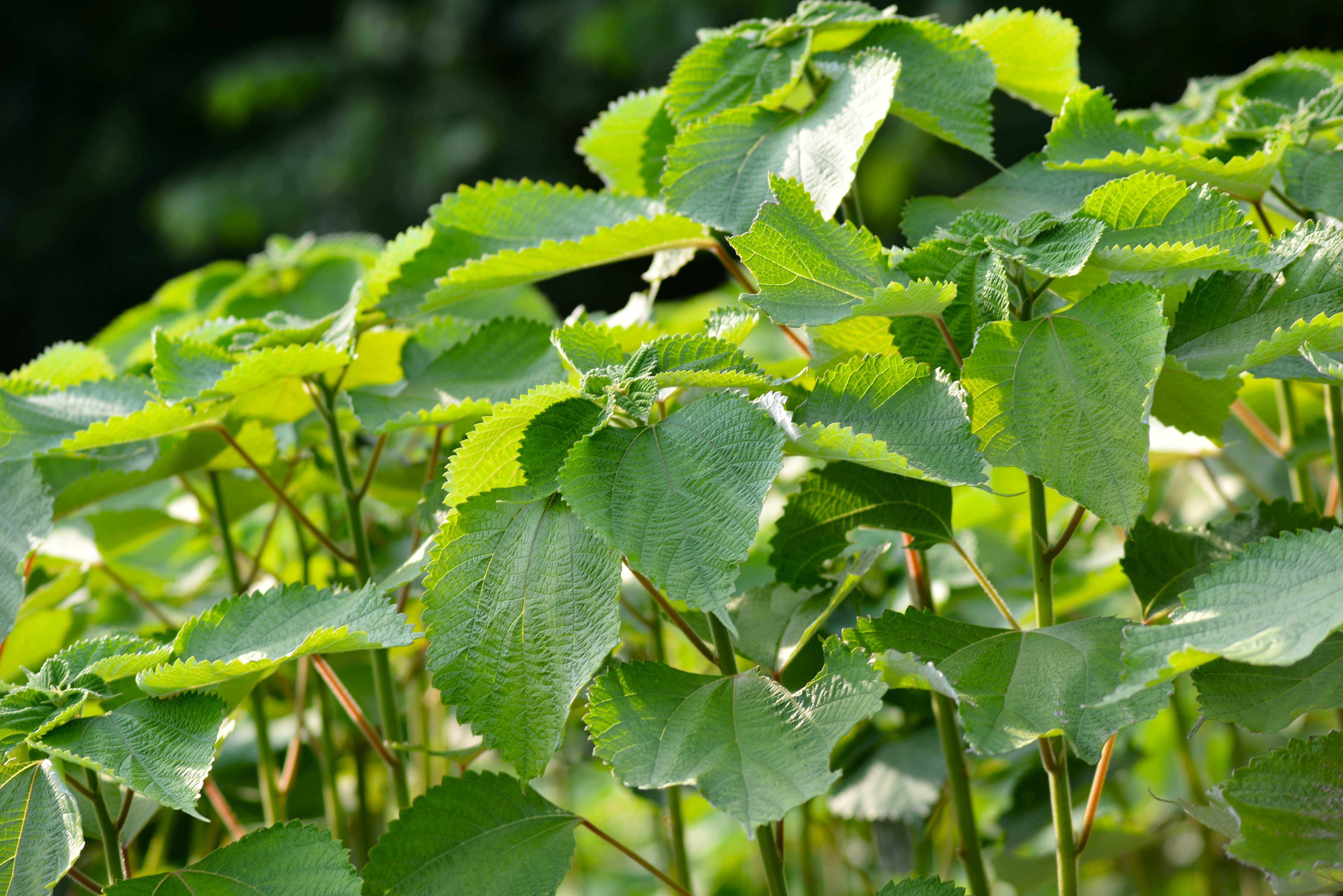 close-up daun ramie (Boehmeria nivea)