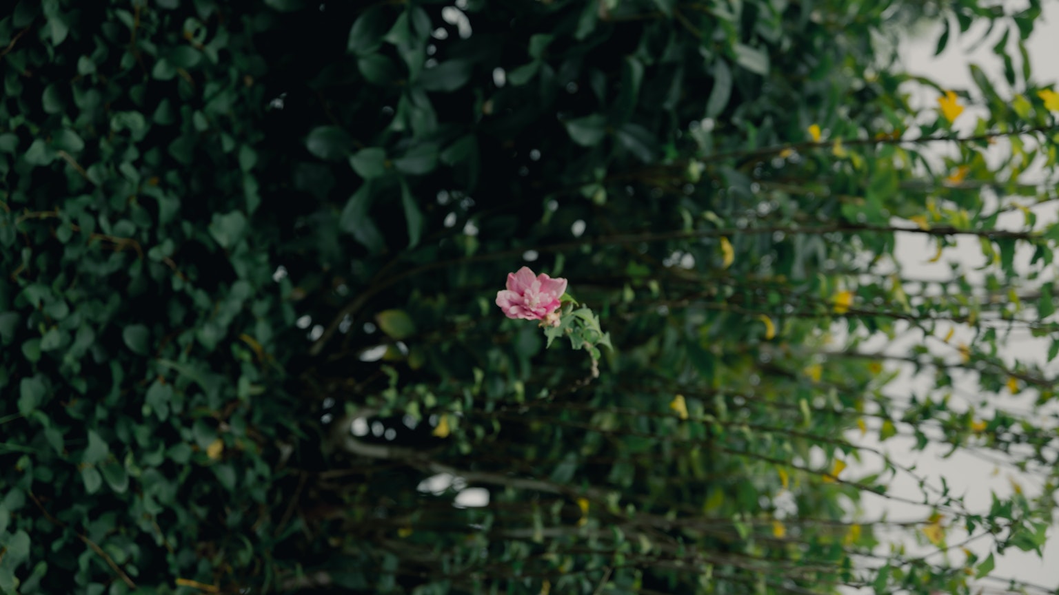 Una rosa rosa vibrante su sfondo verde