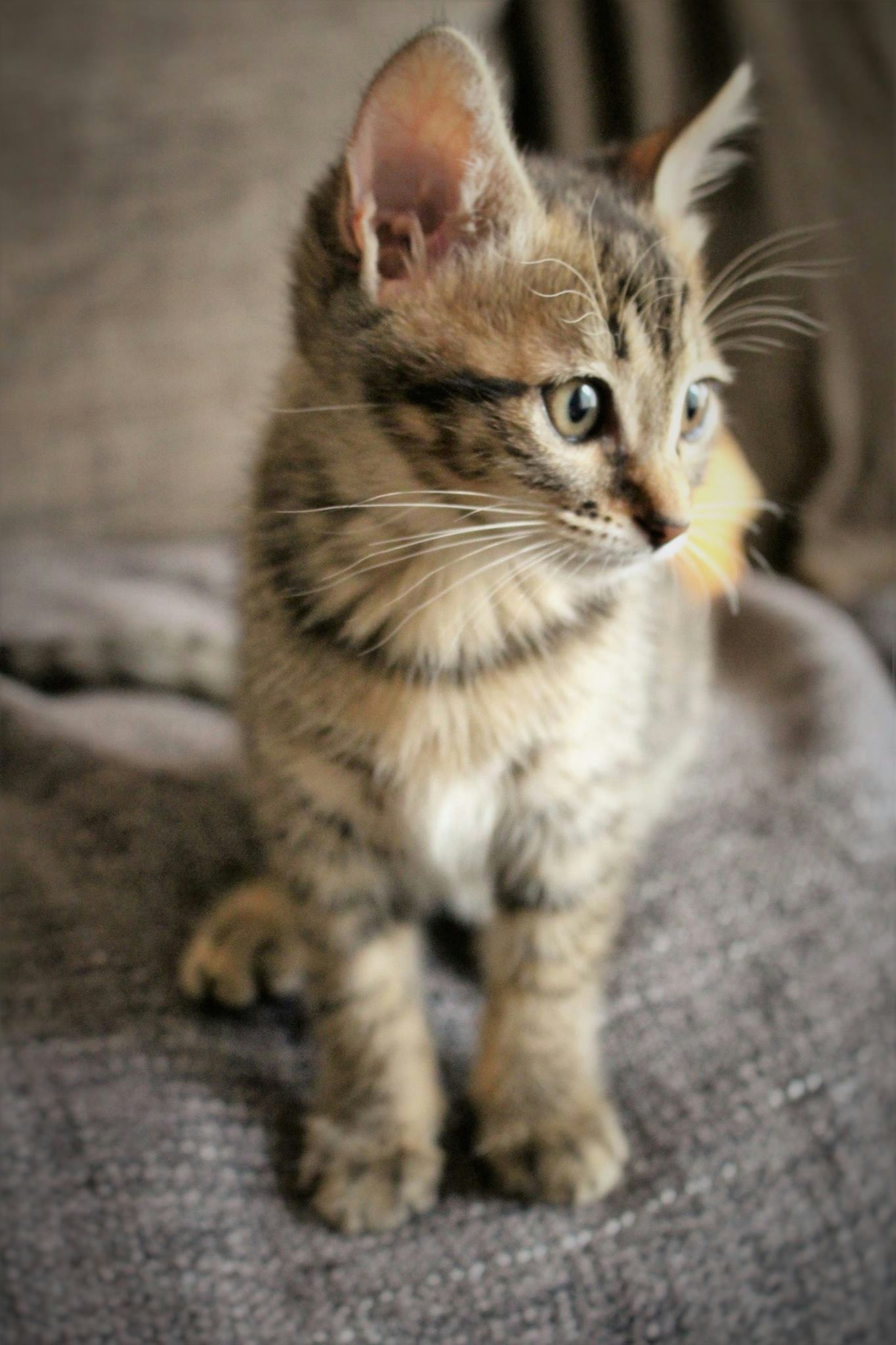 gatito sentado en un sofá