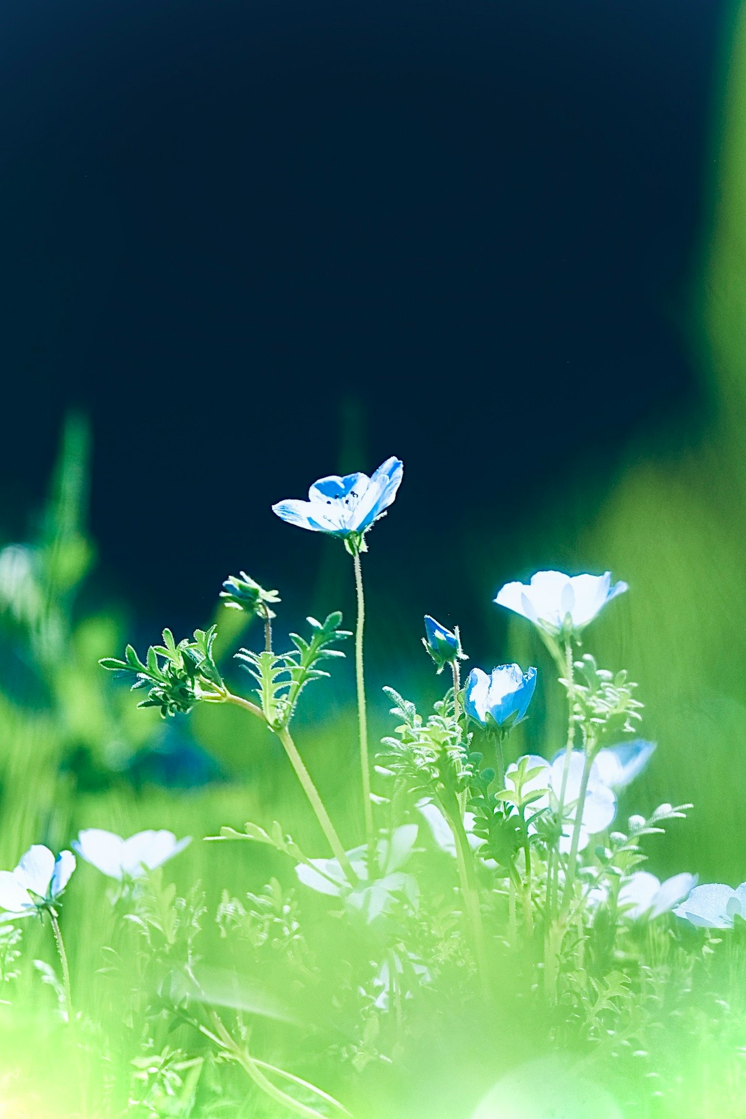 Ein Feld zarter blauer Blumen umgeben von üppigem grünem Gras