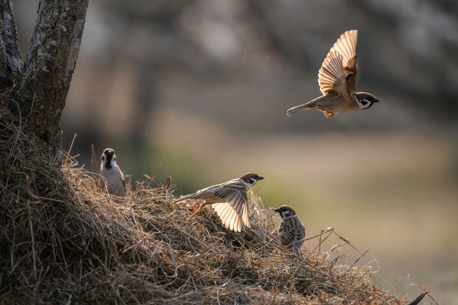 A sparrow taking off with other sparrows on a grassy mound