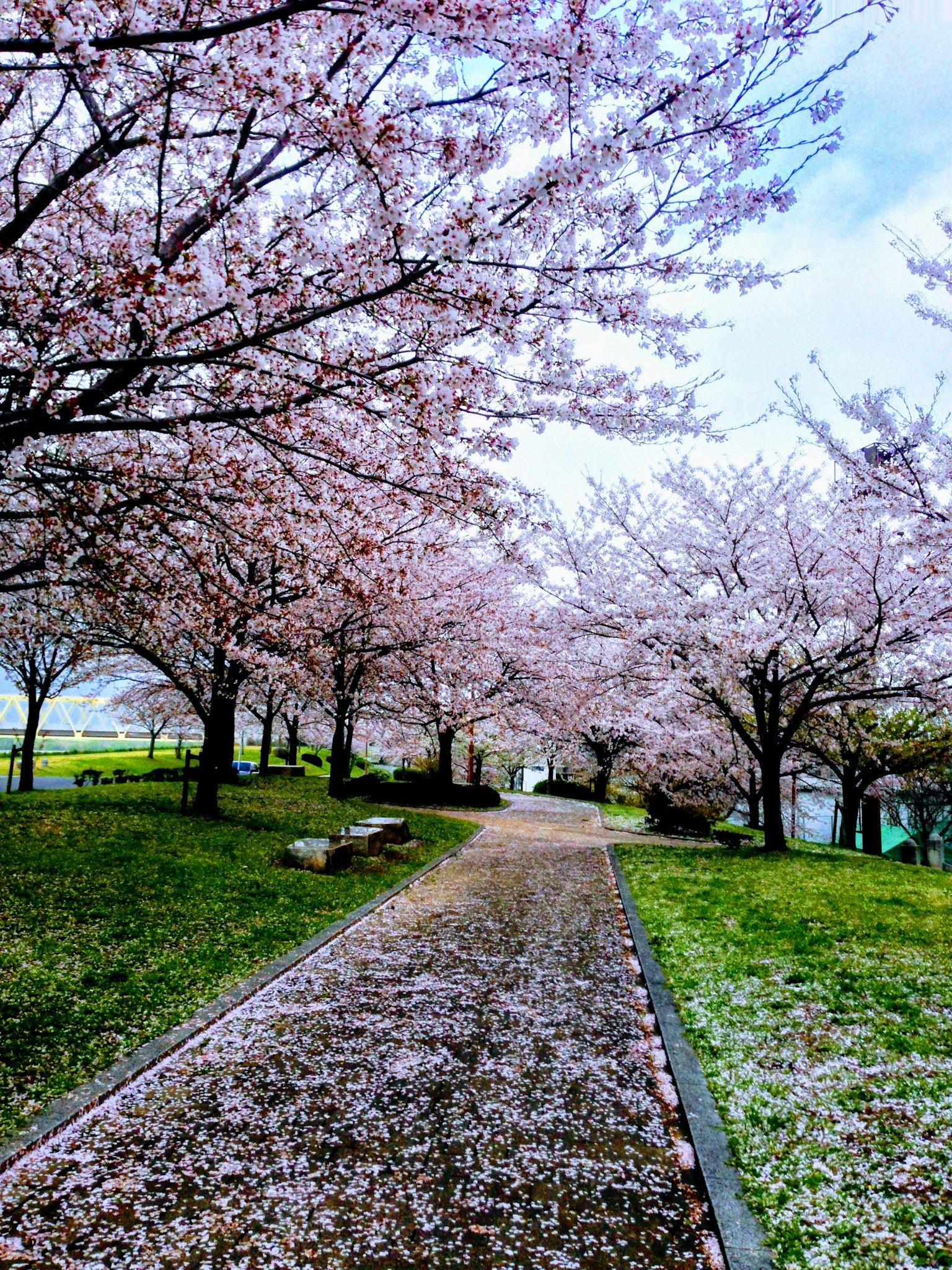 Beau chemin bordé d'arbres en fleurs de cerisier et d'herbe verte