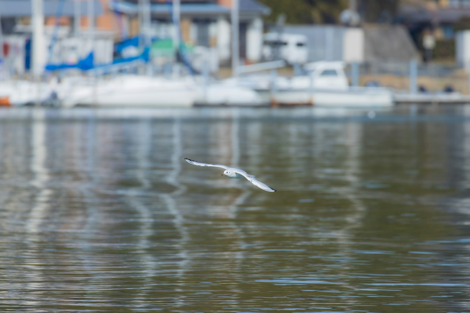 Ein weißer Vogel fliegt über das Wasser mit Booten im Hintergrund