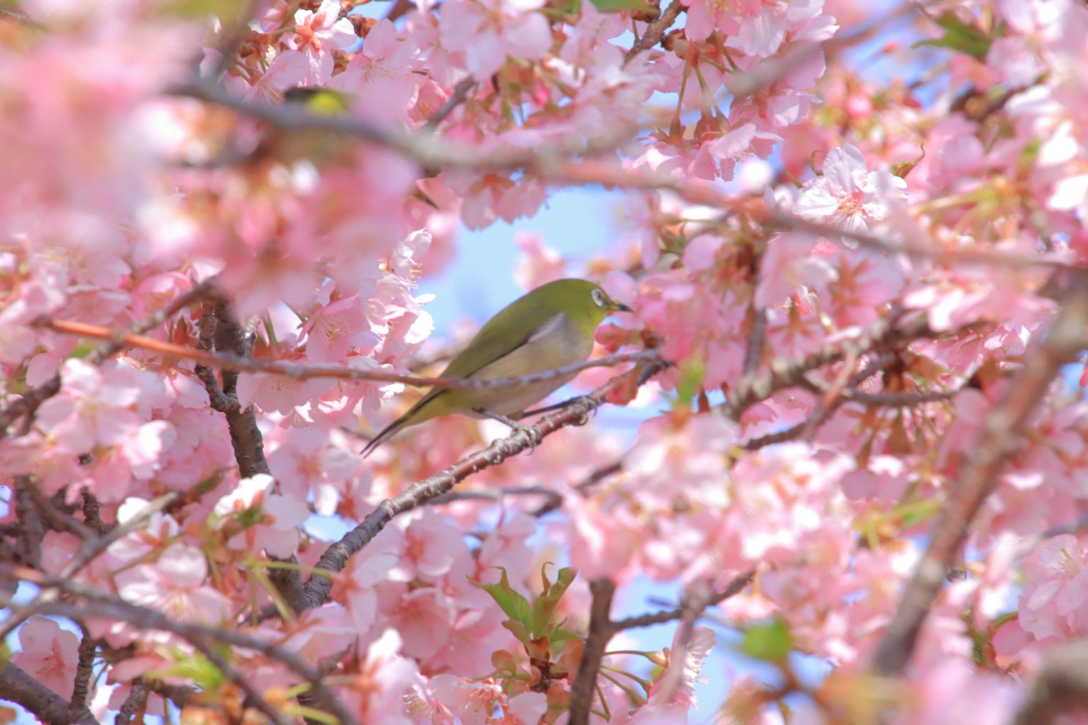 Une belle scène d'un petit oiseau niché parmi les cerisiers en fleurs